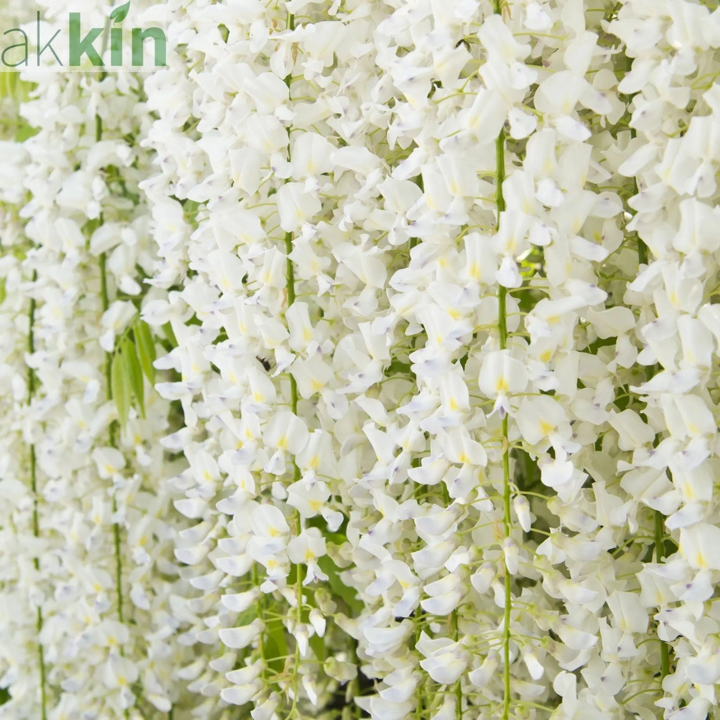 Wisteria sinensis 'Alba' 2L 100-120cm One Click Plants