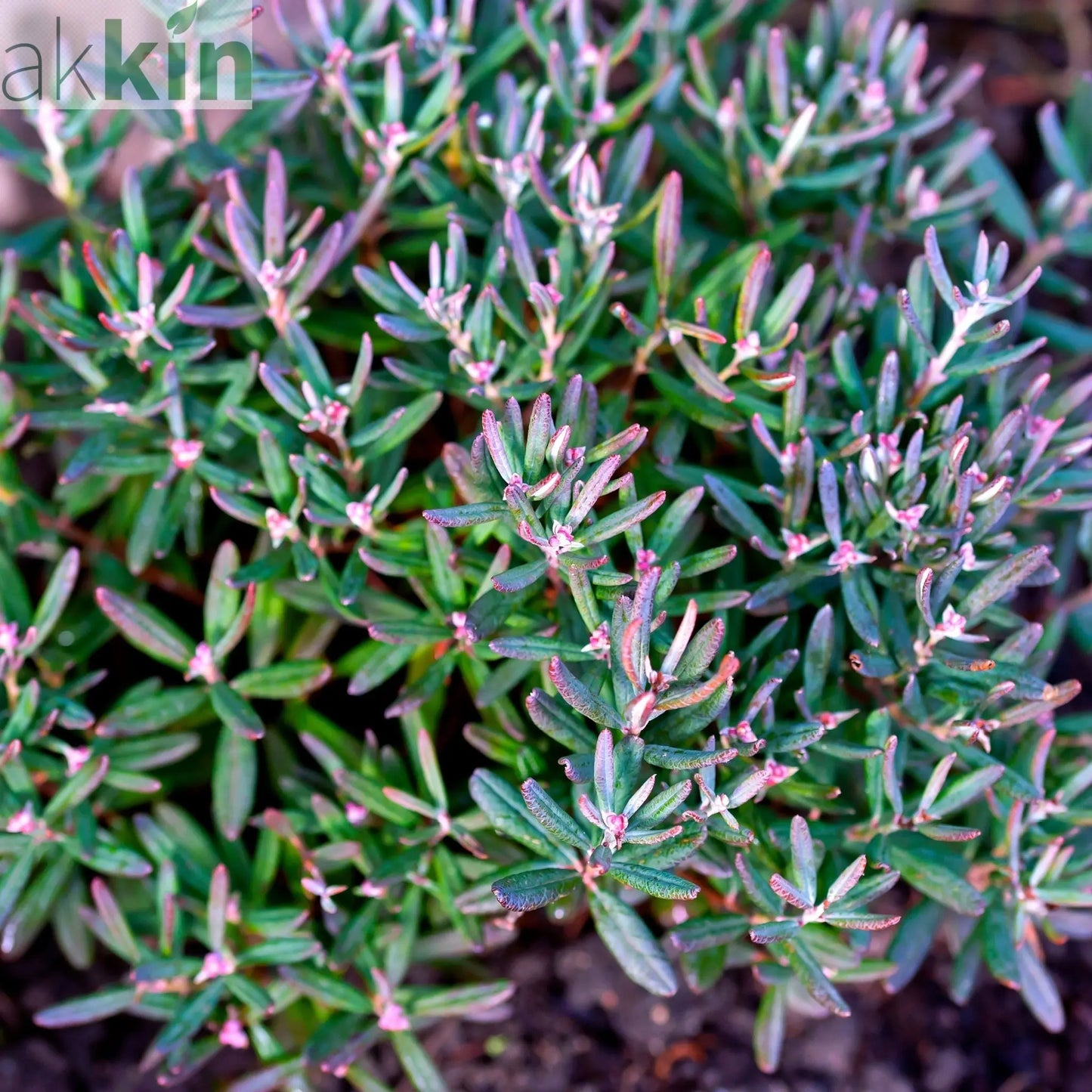 Andromeda 'Blue Ice' 9cm One Click Plants