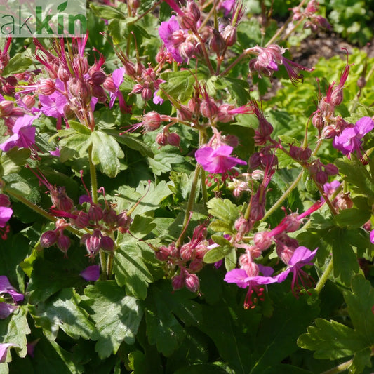 Geranium Bevan's Variety 2L One Click Plants