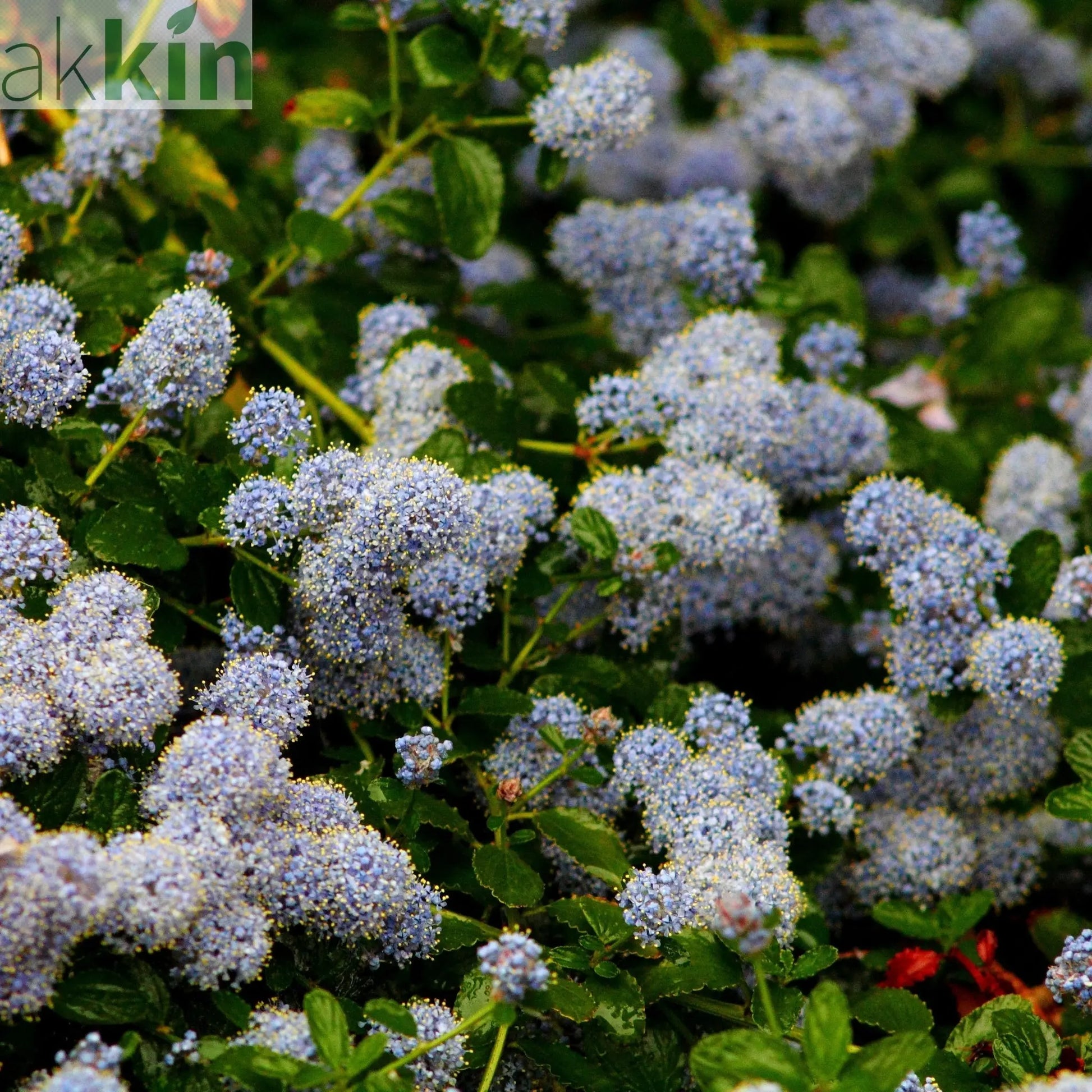 Ceanothus repens Pyramid 60-70cm One Click Plants