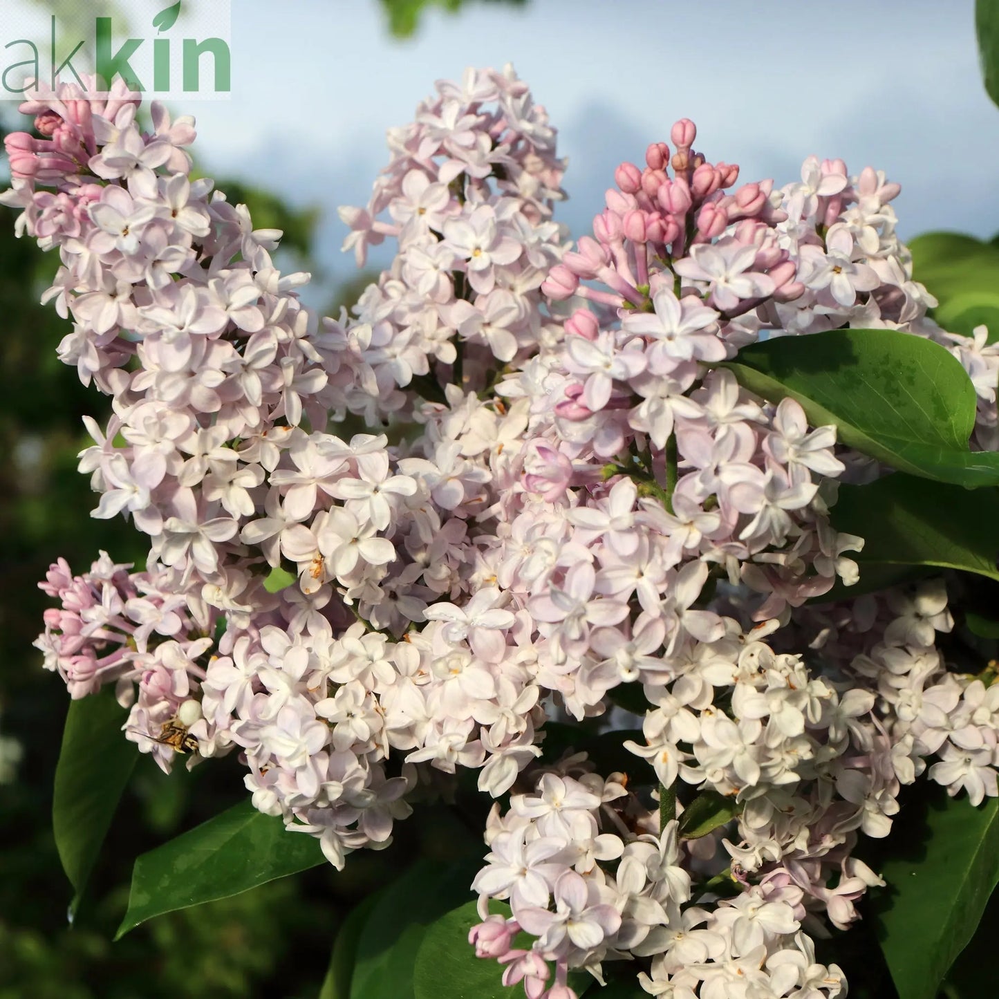 Syringa vulgaris 'Katherine Havemeyer' (Lilac) 2L One Click Plants