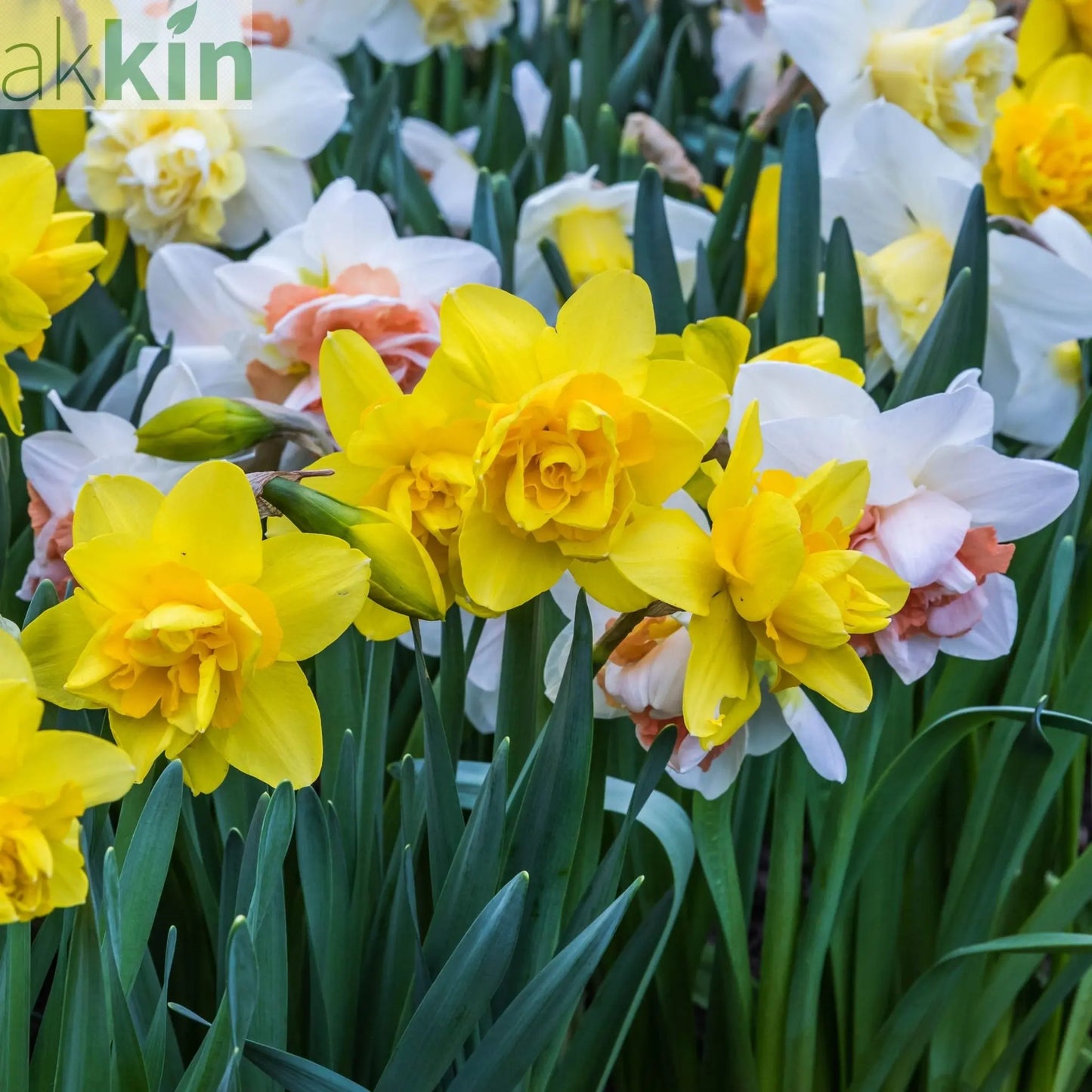 Daffodil Mixed (7 Bulbs) One Click Plants