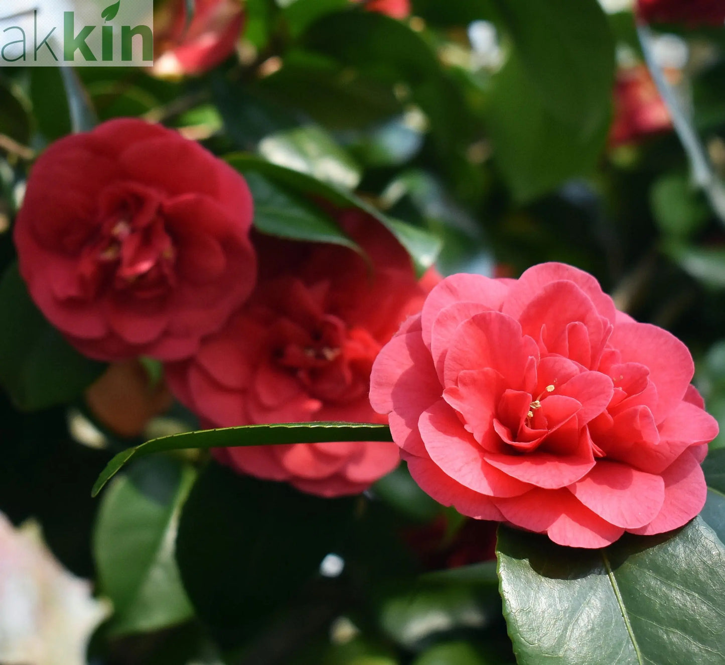 Camellia japonica 'Lady Campbell' 3L One Click Plants