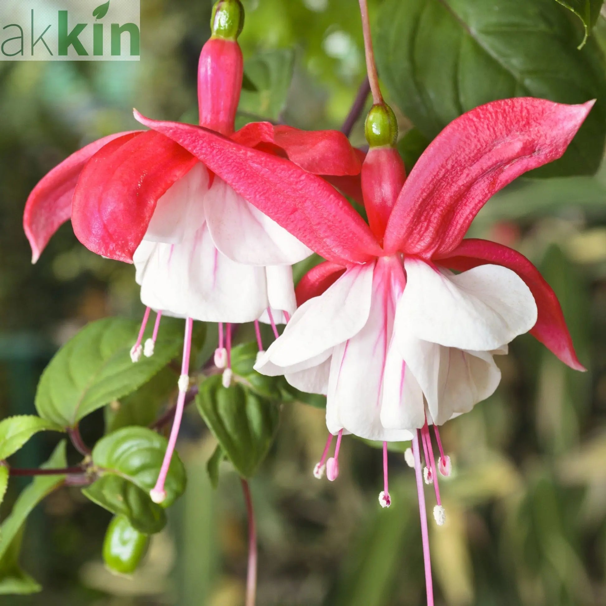 3 x Mixed Hardy Fuchsia 9cm One Click Plants