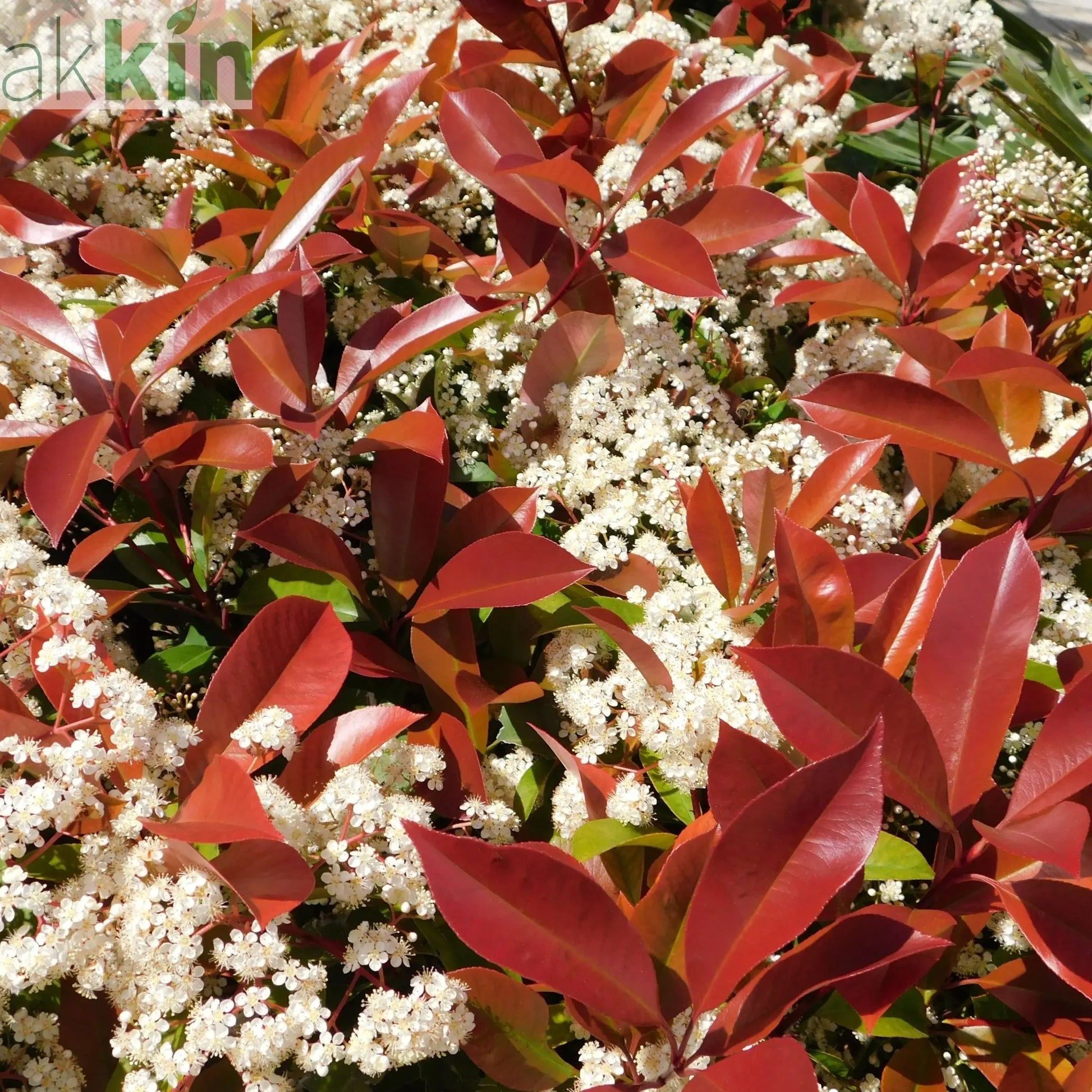 Photinia 'Red Robin' on frame 150-180cm One Click Plants