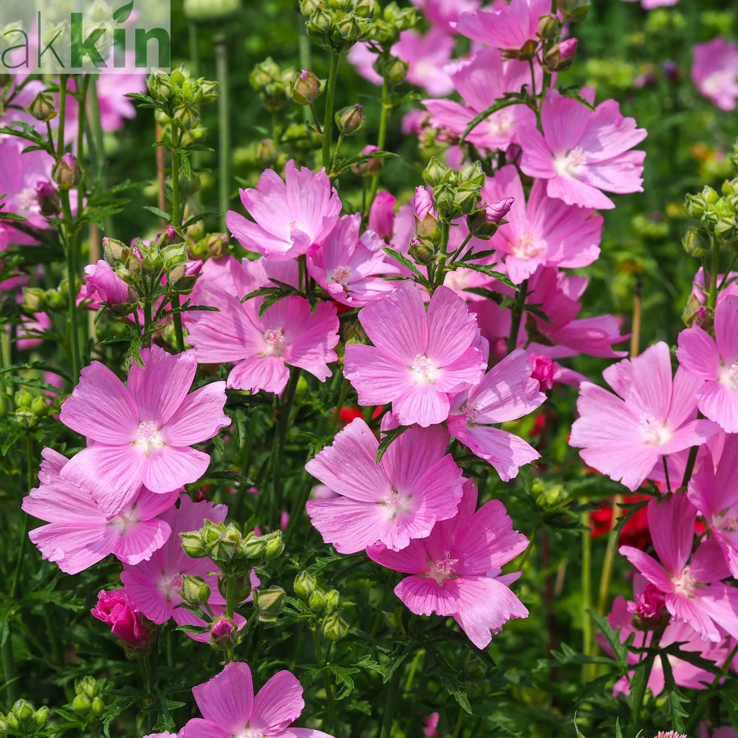 Sidalcea 'Little Princess' 2L One Click Plants
