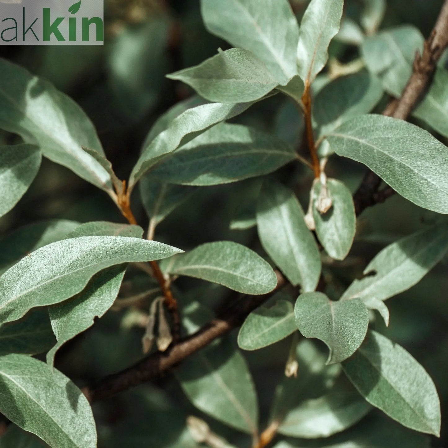 Elaeagnus x ebbingei Compacta (Multibuy Offers Available) One Click Plants