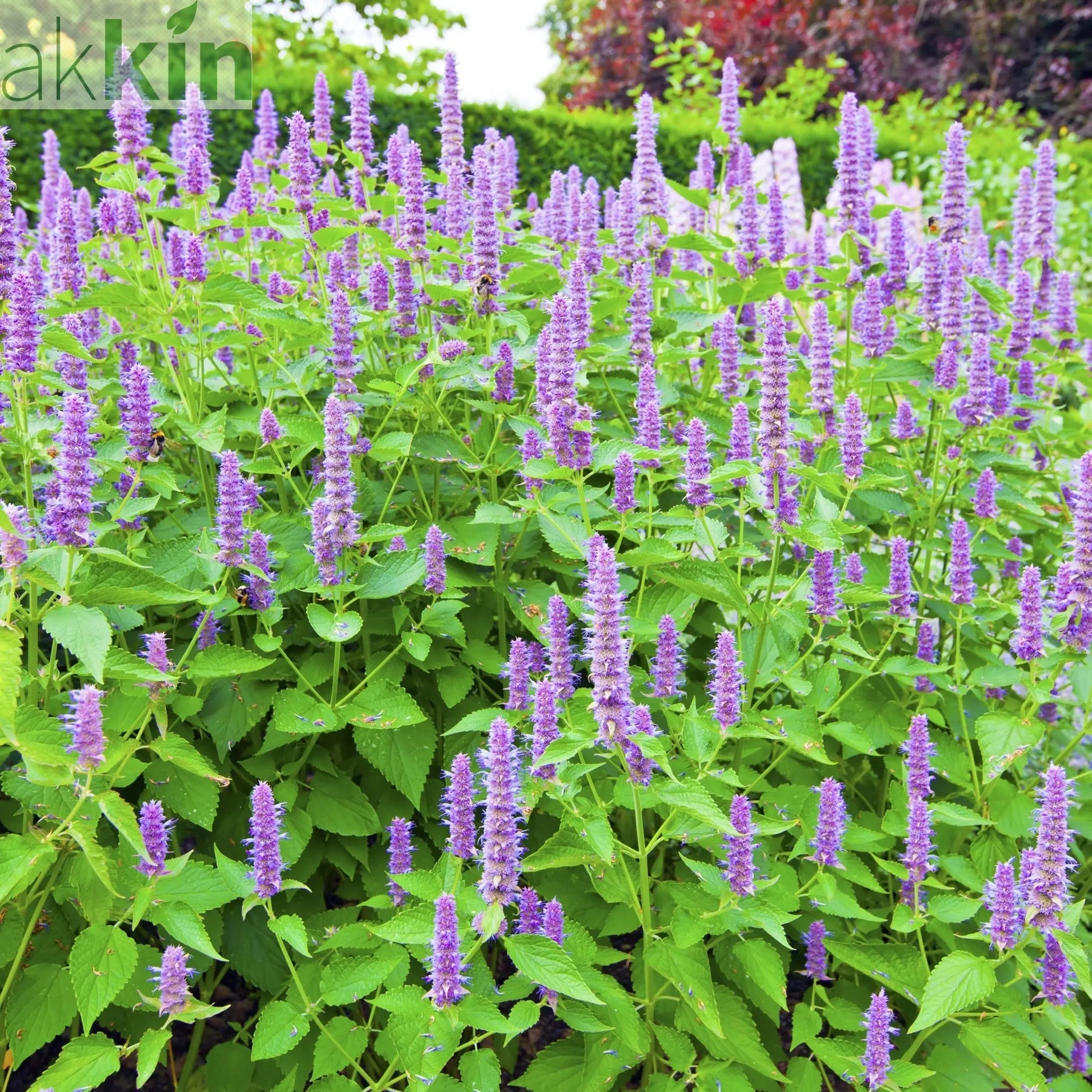 AGASTACHE 'Blue Fortune' 9cm One Click Plants