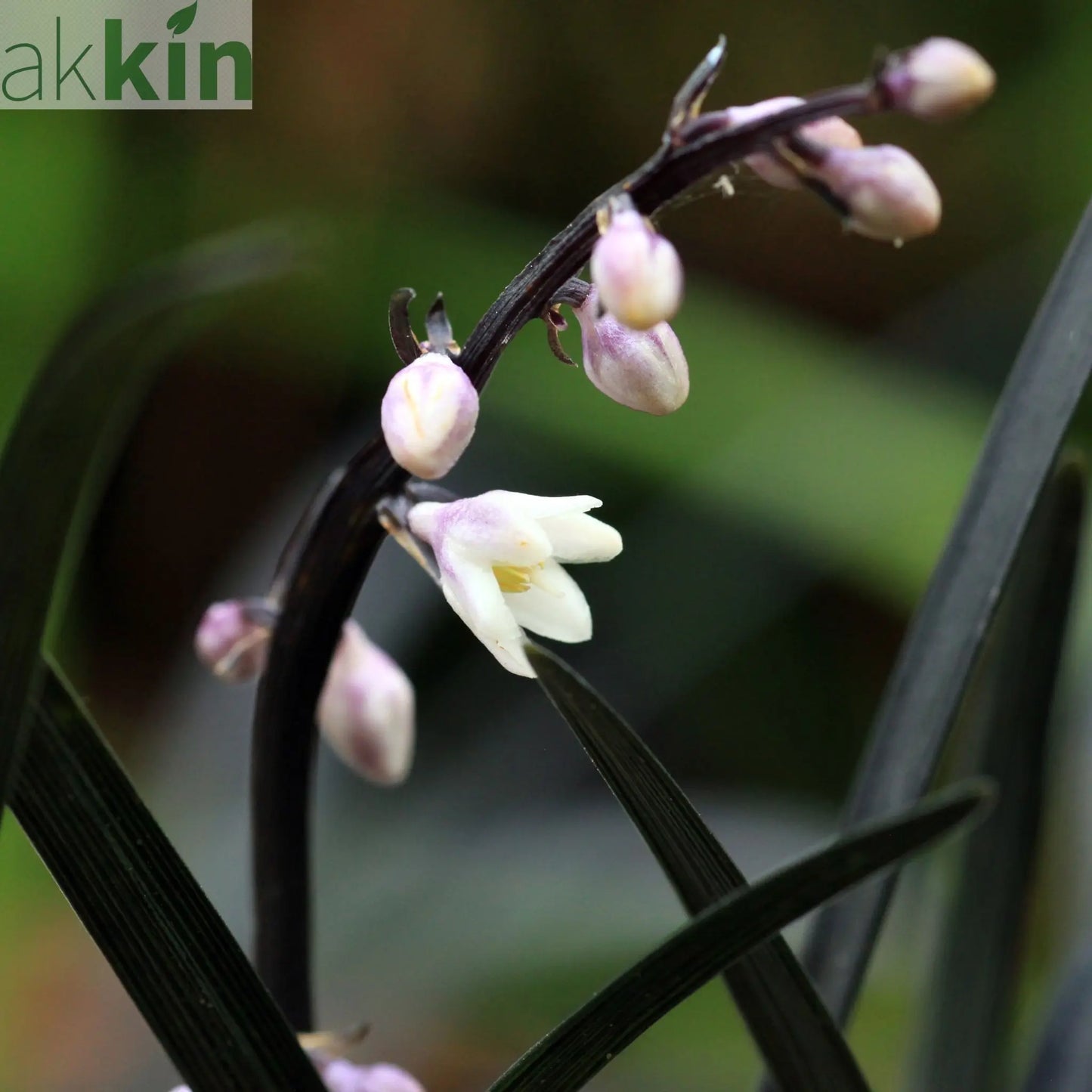 Ophiopogon planiscapus Nigrenscens 'Black Mondo Grass' 2L One Click Plants