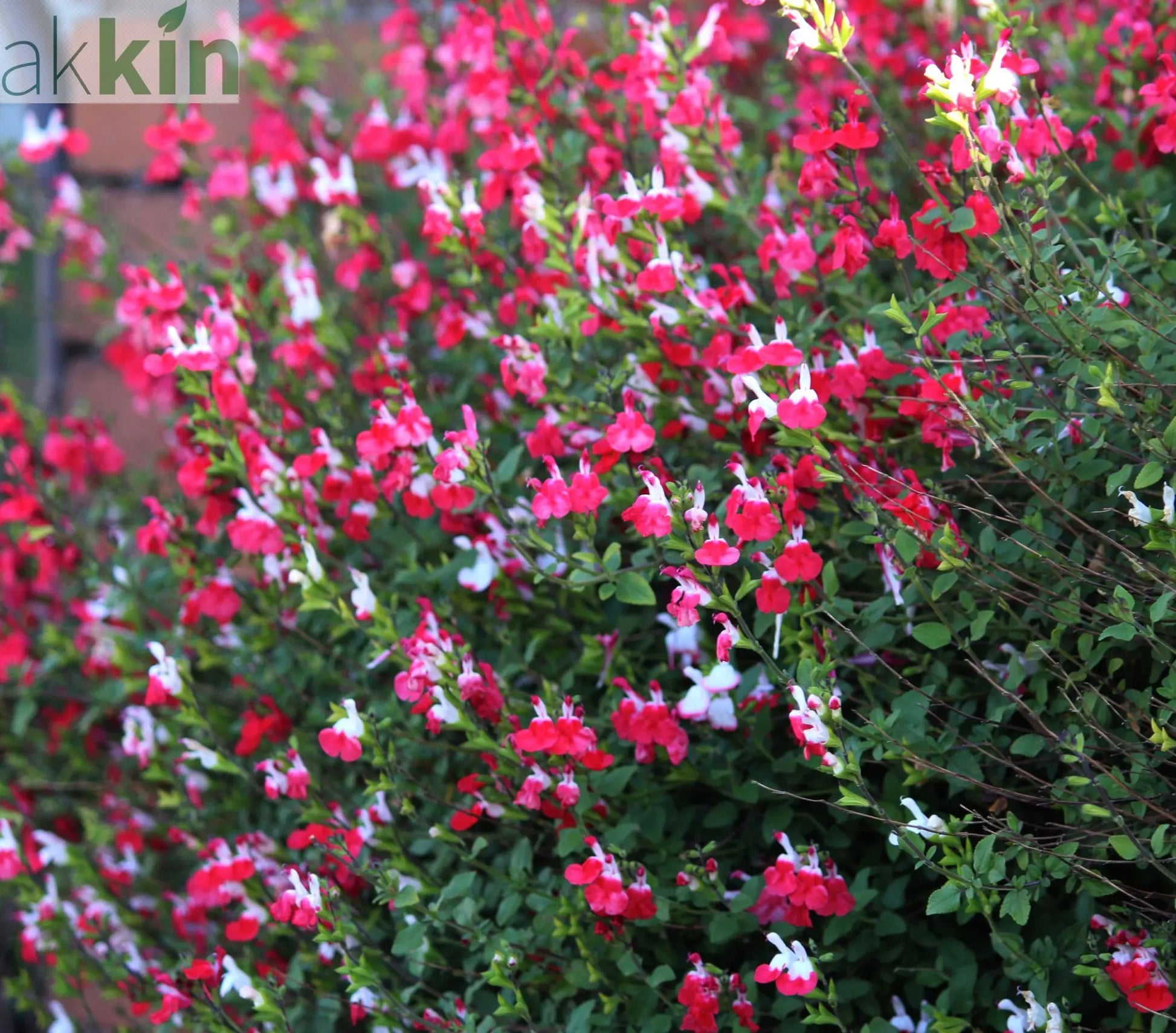 Salvia 'Hot Lips' 9cm/2L One Click Plants
