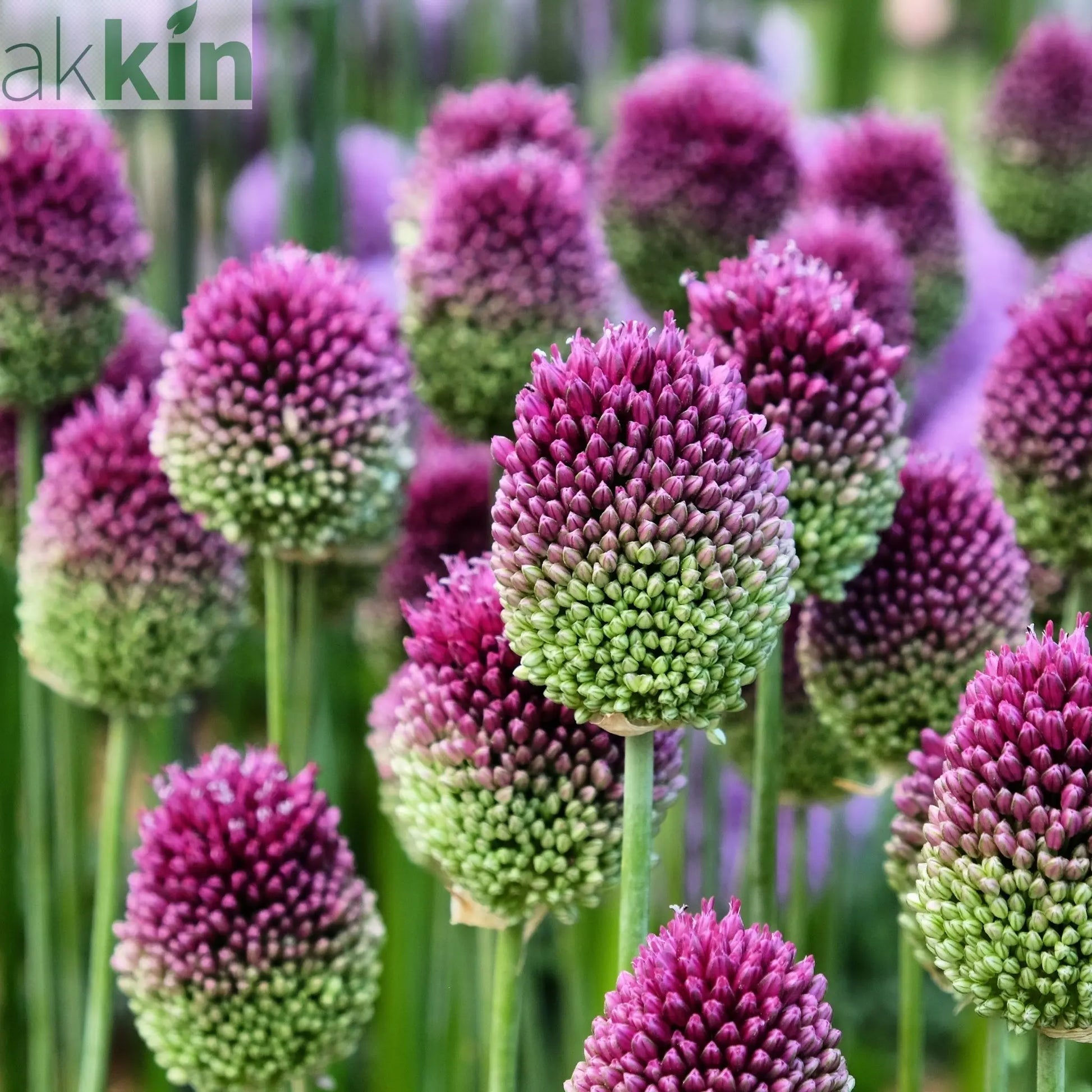Allium sphaerocephalon One Click Plants