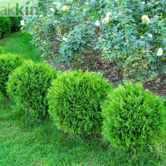 Thuja occidentalis 'Danica' 2L / 3L / 10L One Click Plants