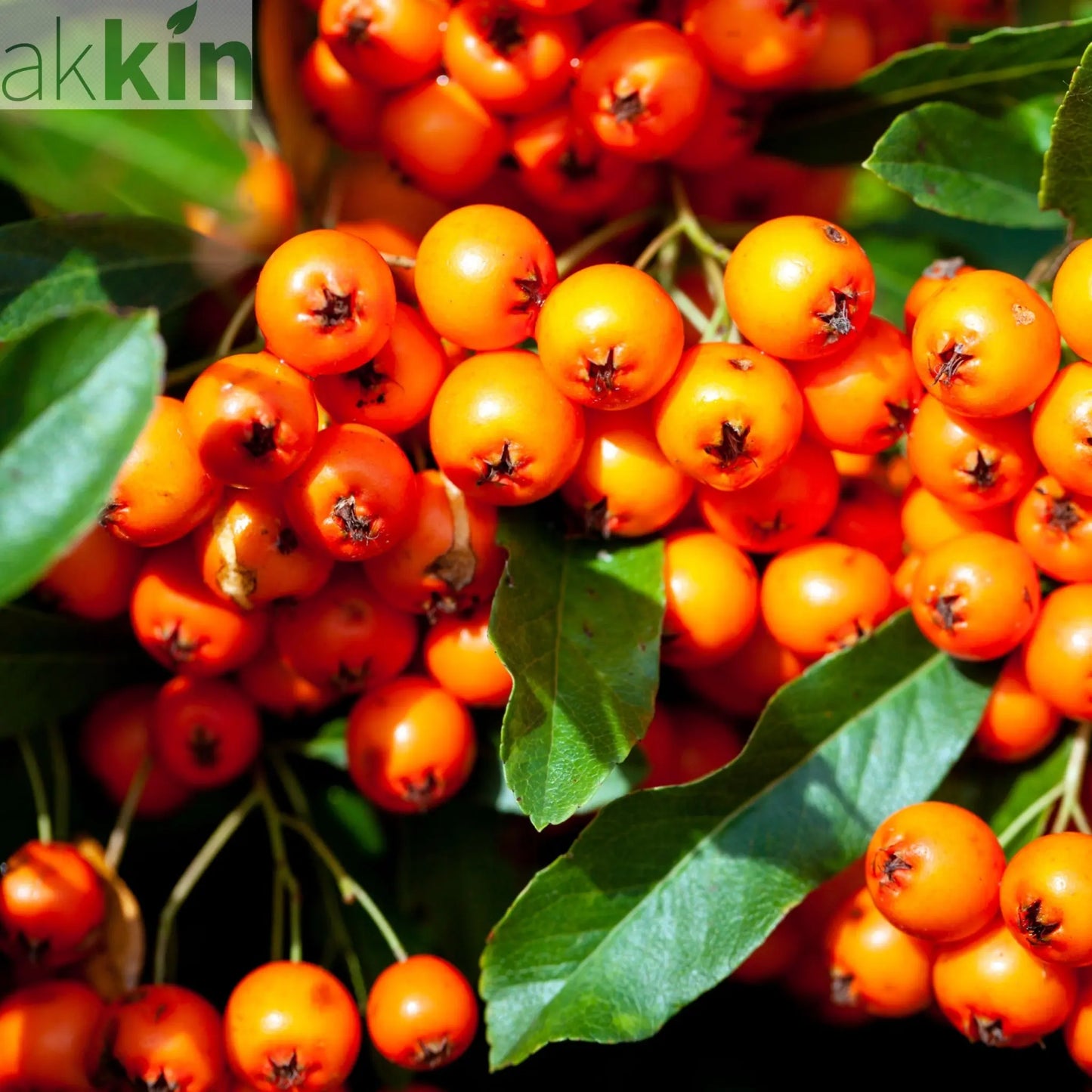 Pyracantha coccinea 'Orange Glow' 1L/2L One Click Plants