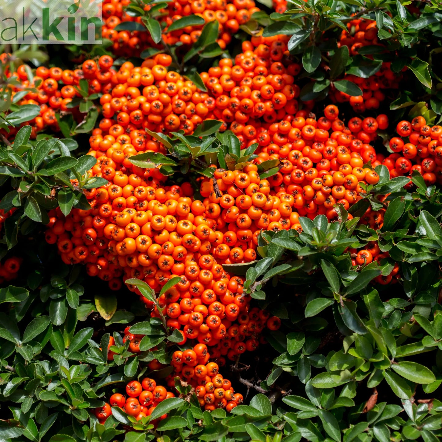 Pyracantha coccinea 'Orange Glow' 1L/2L One Click Plants