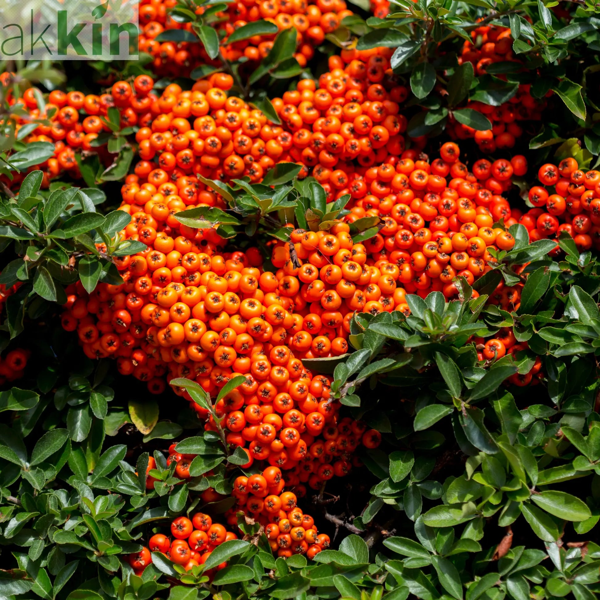 Pyracantha coccinea 'Orange Glow' 1L/2L One Click Plants
