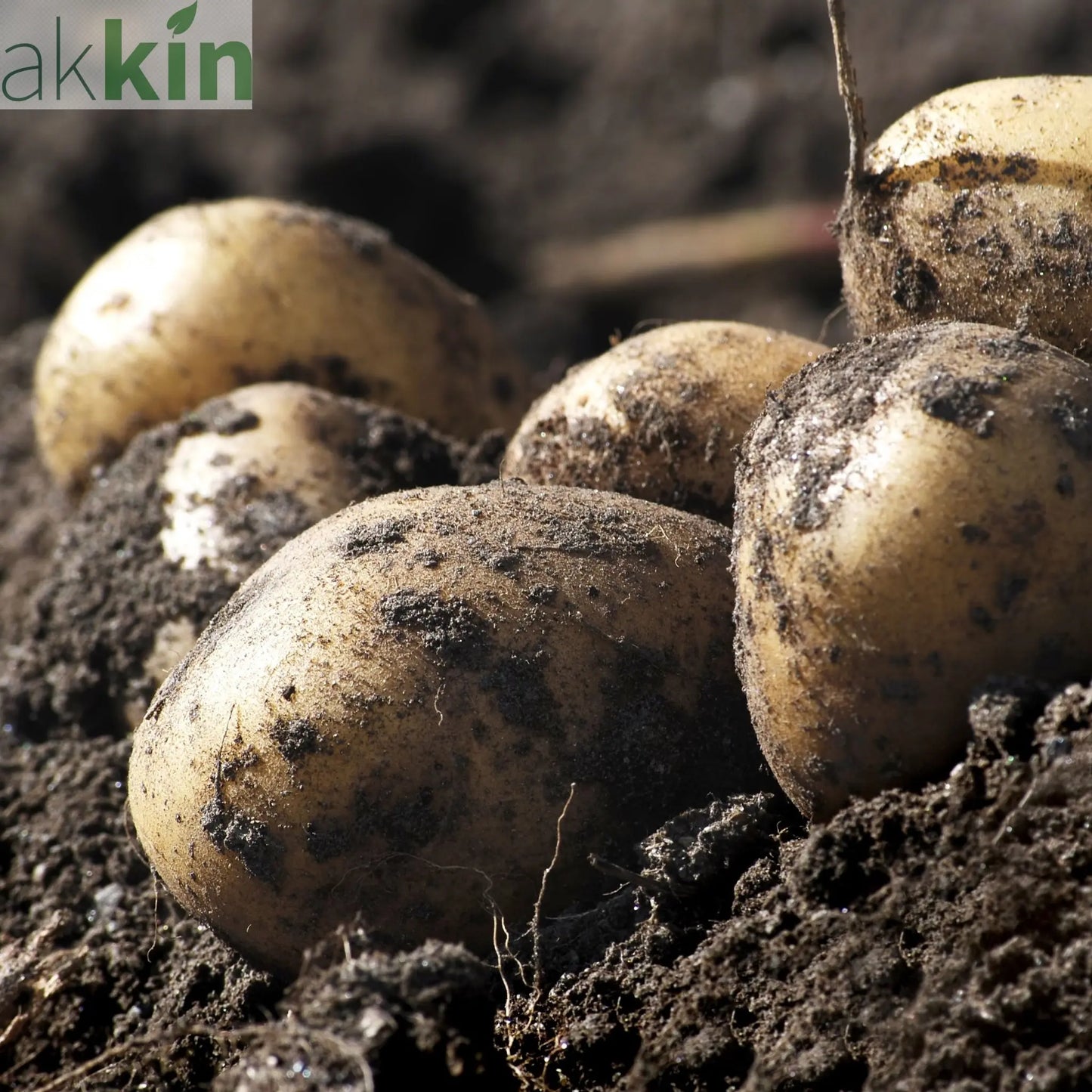 Orla Seed Potatoes 2KG One Click Plants