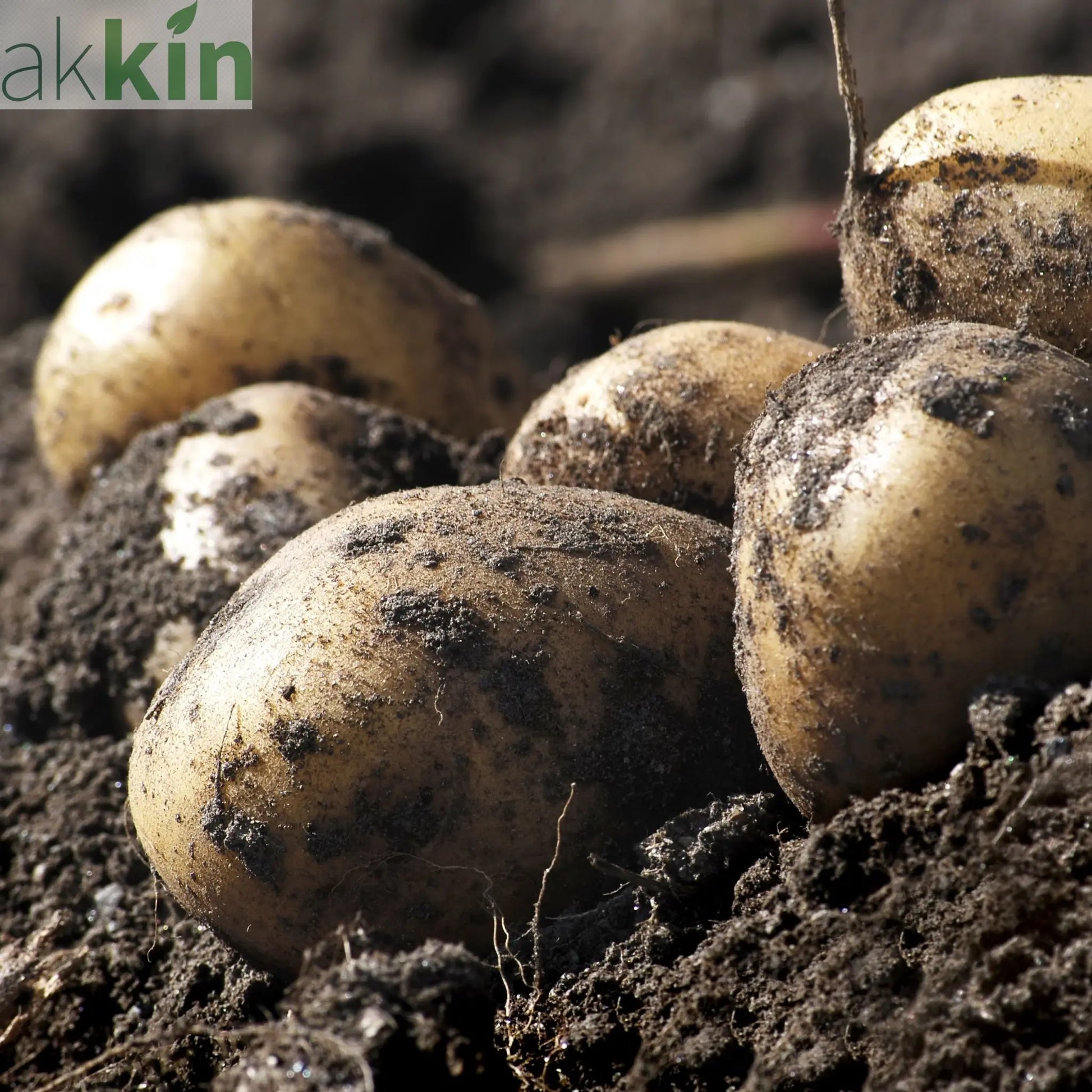 Orla Seed Potatoes 2KG One Click Plants