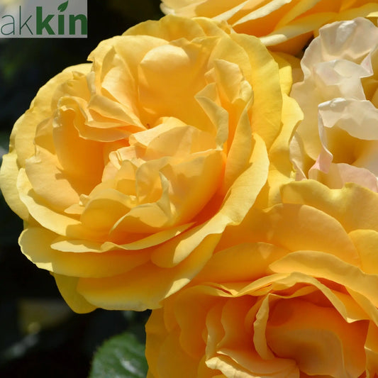 Absolutely Fabulous | Floribunda | 4L Potted Rose (PRE ORDER DECEMBER '25) One Click Plants