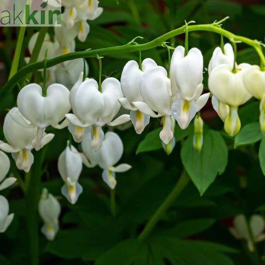 Dicentra Spectabilis 'Bleeding Heart' White One Click Plants