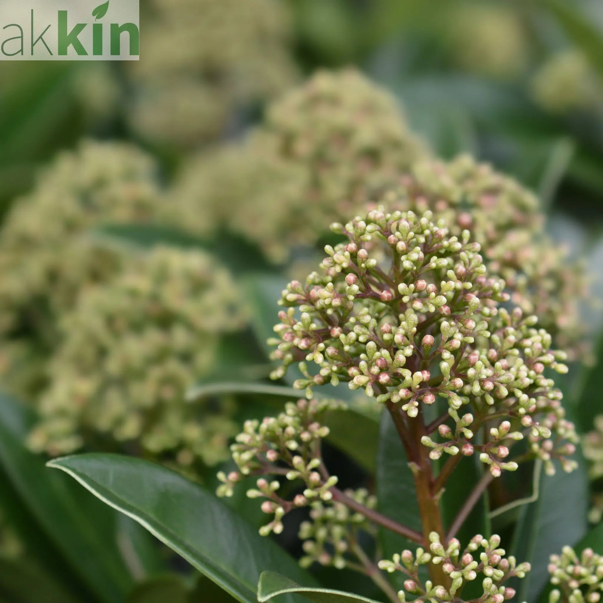 Skimmia japonica 'Fragrant Cloud' 9cm/2L/5L One Click Plants