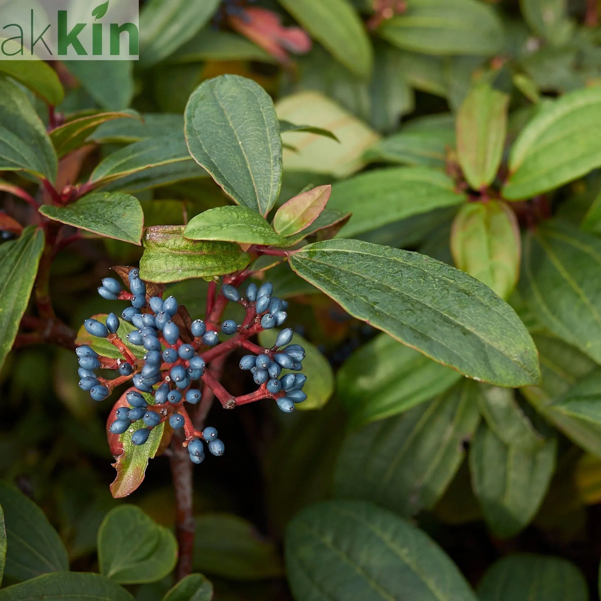 Viburnum davidii 9cm One Click Plants