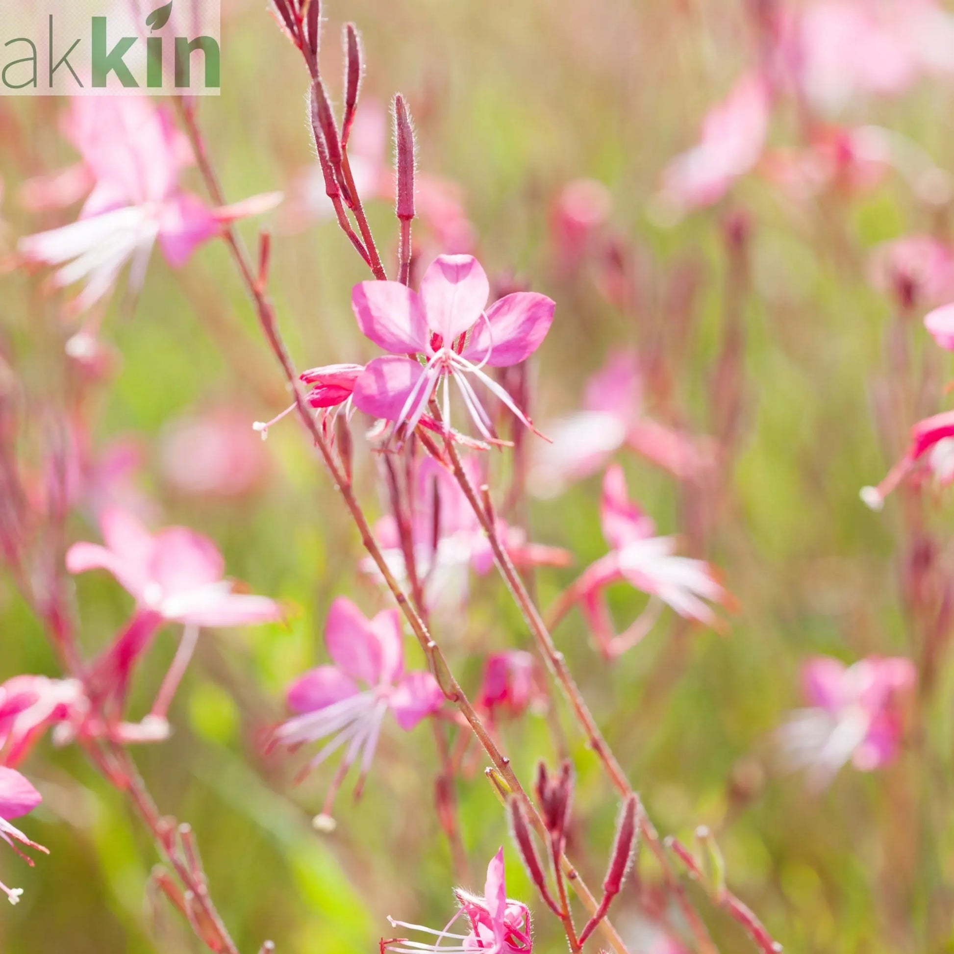4 x Mixed Perennials – Pink, White & Purple | 9cm Pots One Click Plants