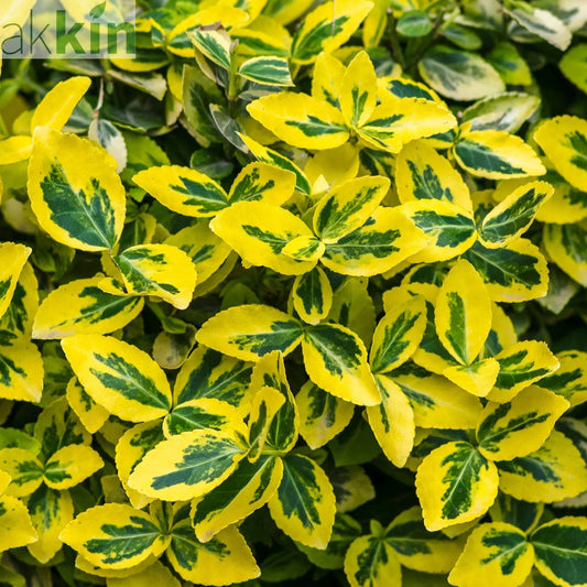 Euonymus fortunei 'Emerald n Gold'  1L / 5L One Click Plants
