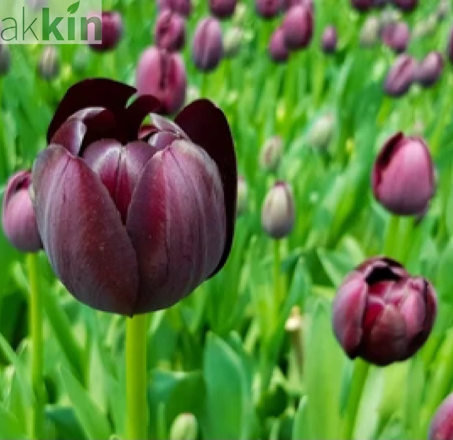 Tulip 'Queen of the Night' (5 Bulbs) One Click Plants