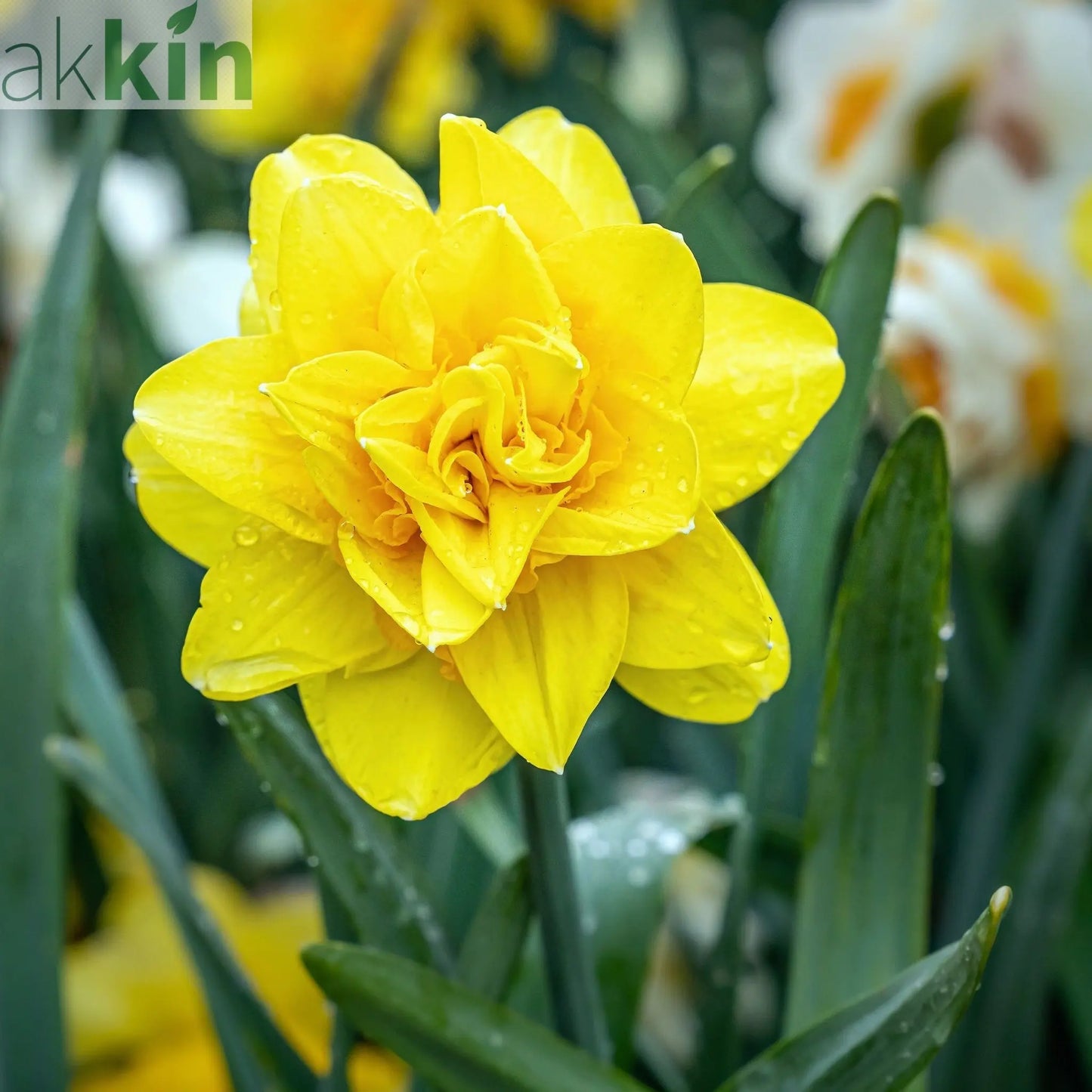 Daffodil 'Golden Ducat' (15 Bulbs) One Click Plants