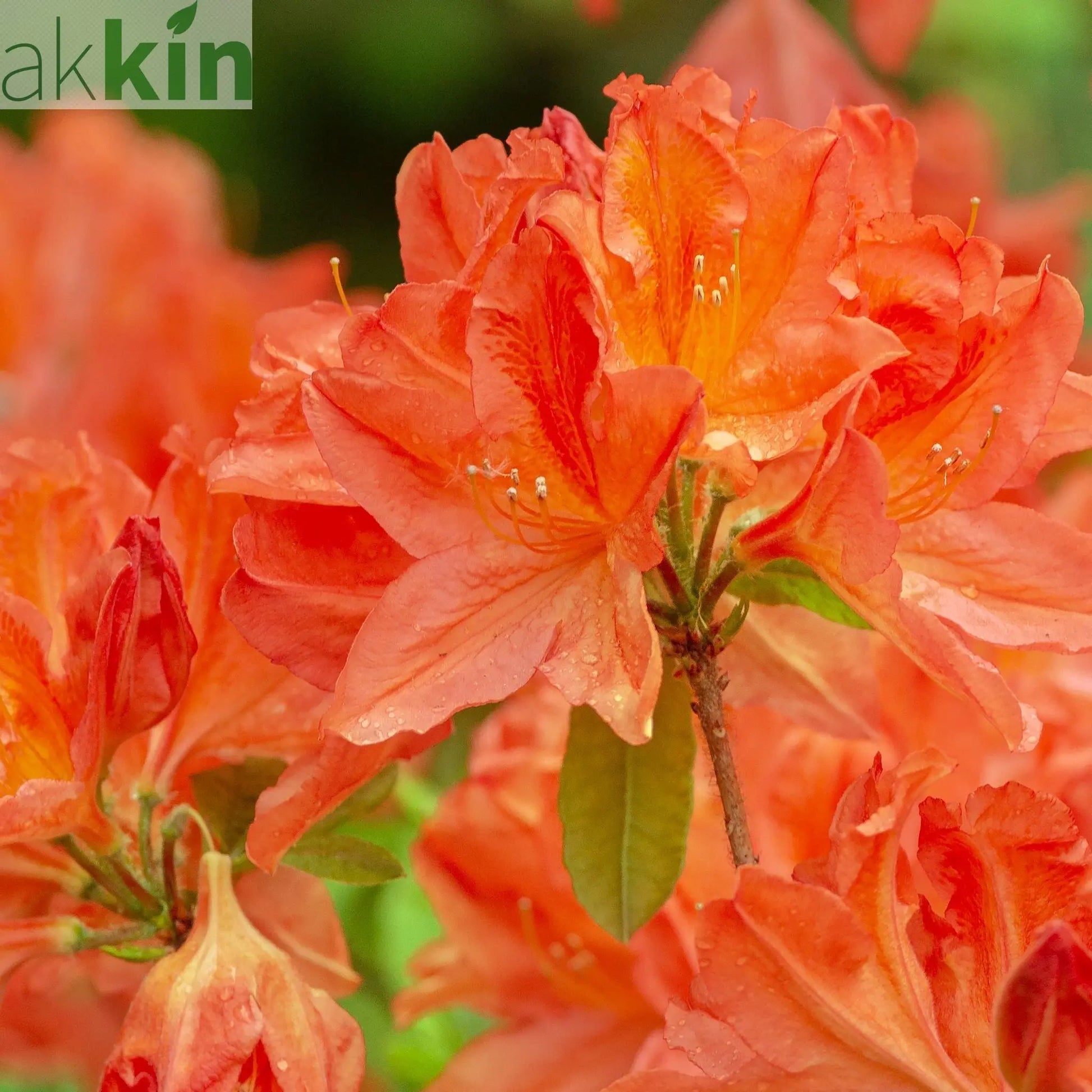 Rhododendron 'Tortoischell Orange' 5L One Click Plants