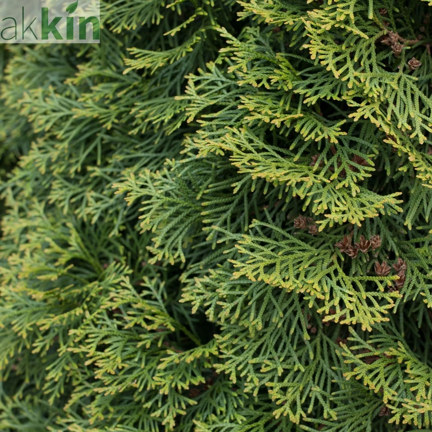 Thuja plicata 'Can Can' 9cm One Click Plants