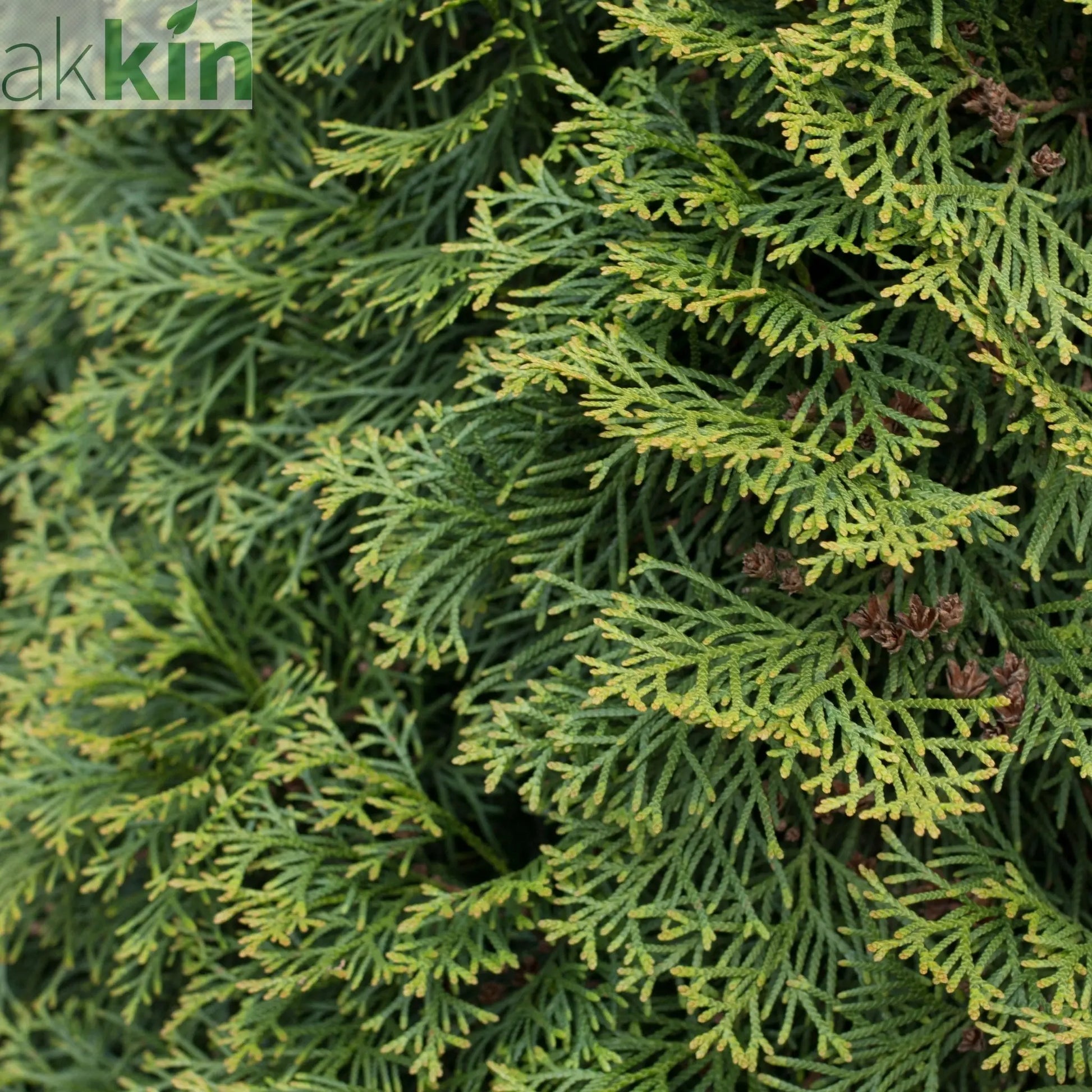 Thuja plicata 'Can Can' 9cm One Click Plants