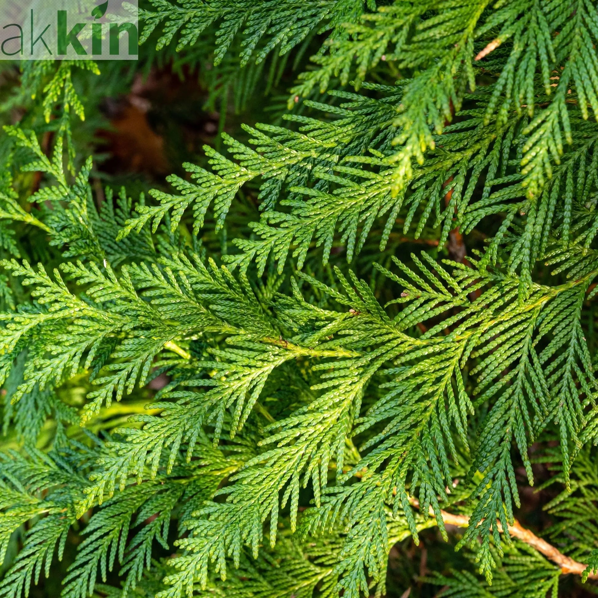 Thuja plicata 'Can Can' 9cm One Click Plants