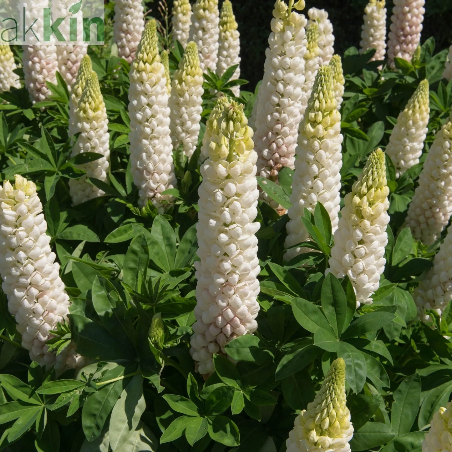 Lupin White Shades 3L One Click Plants