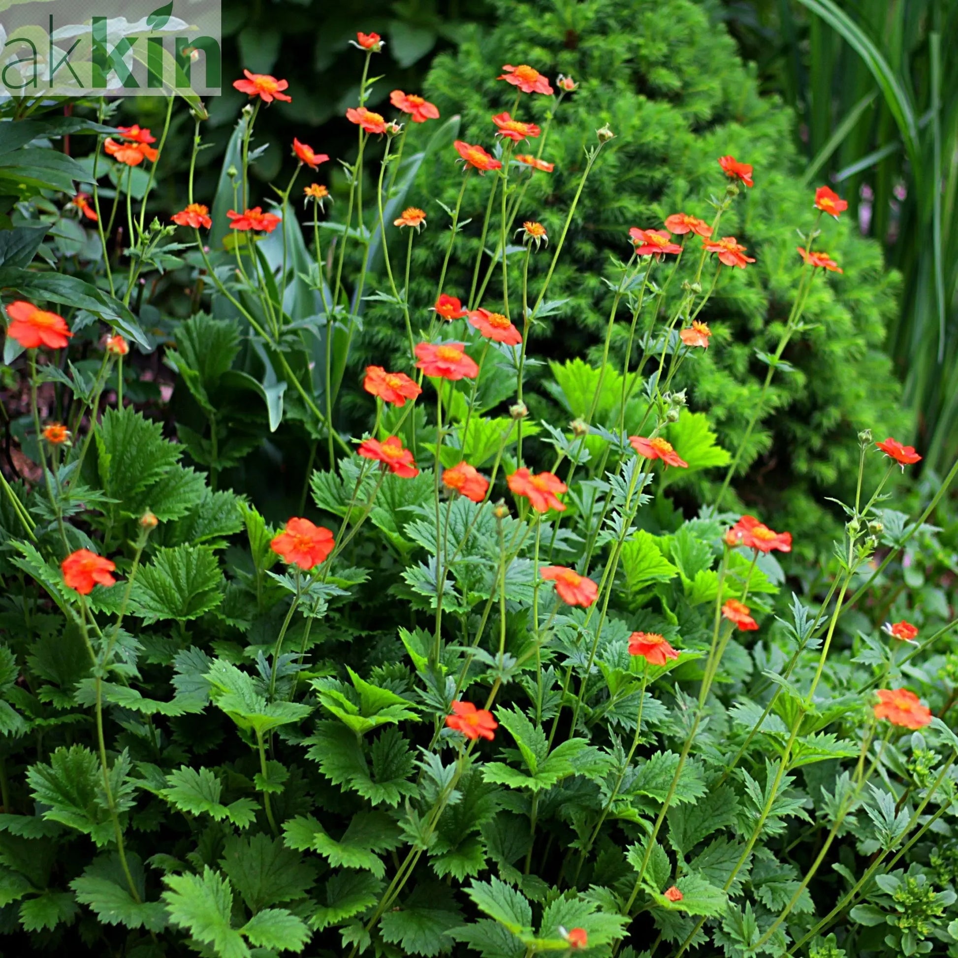 Geum Borisii 9cm One Click Plants