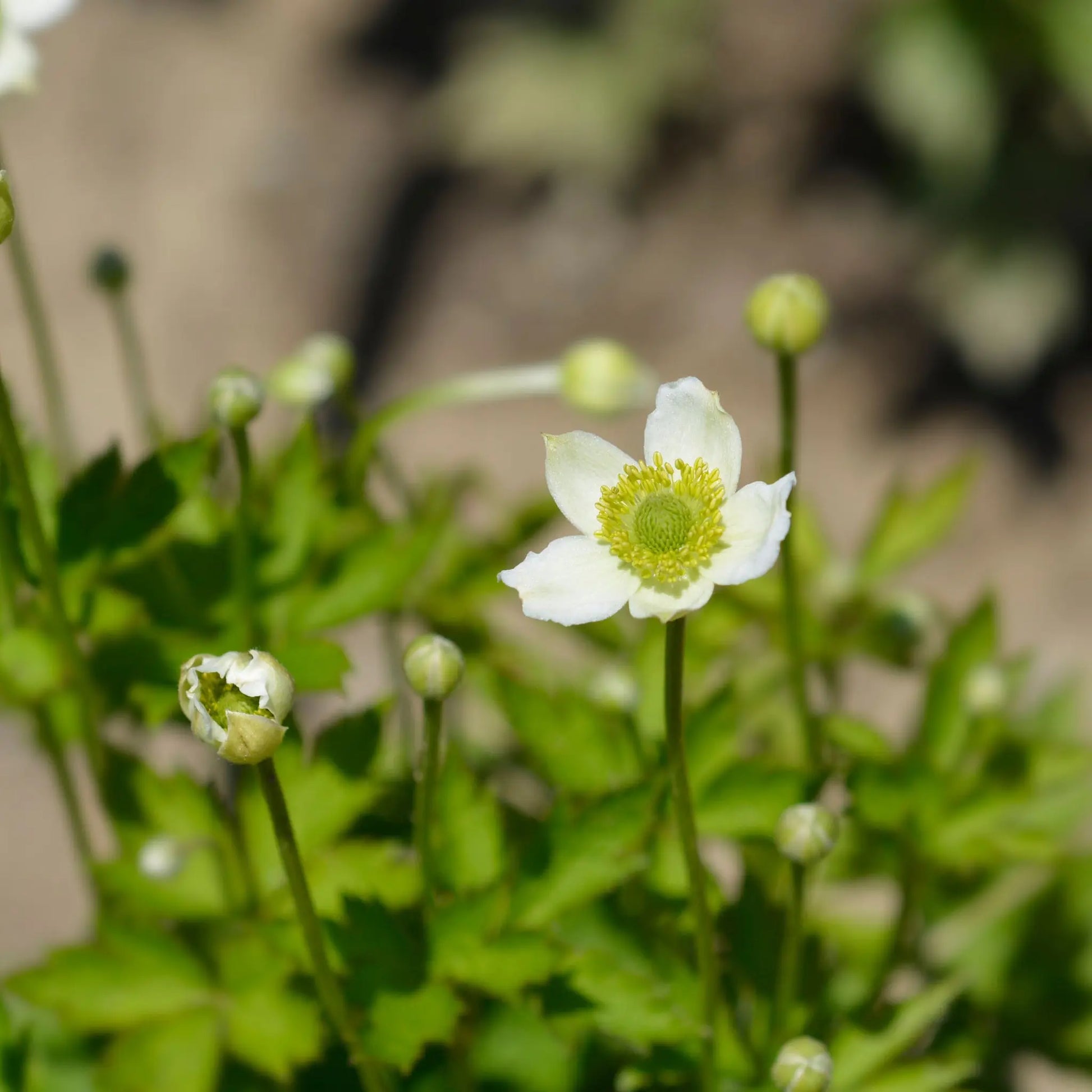 Anemone multifida White 9cm One Click Plants