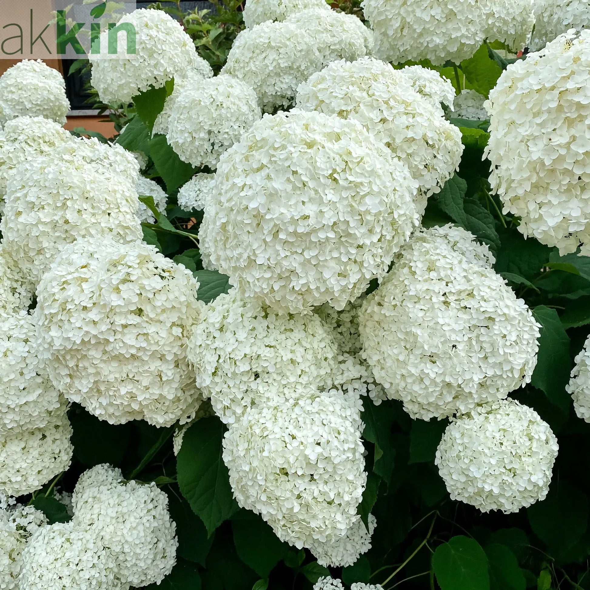 Hydrangea arborescens 'Incrediball' / 'Strong Annabelle' 3L / 5L / 7.5L / 10L / 20L One Click Plants