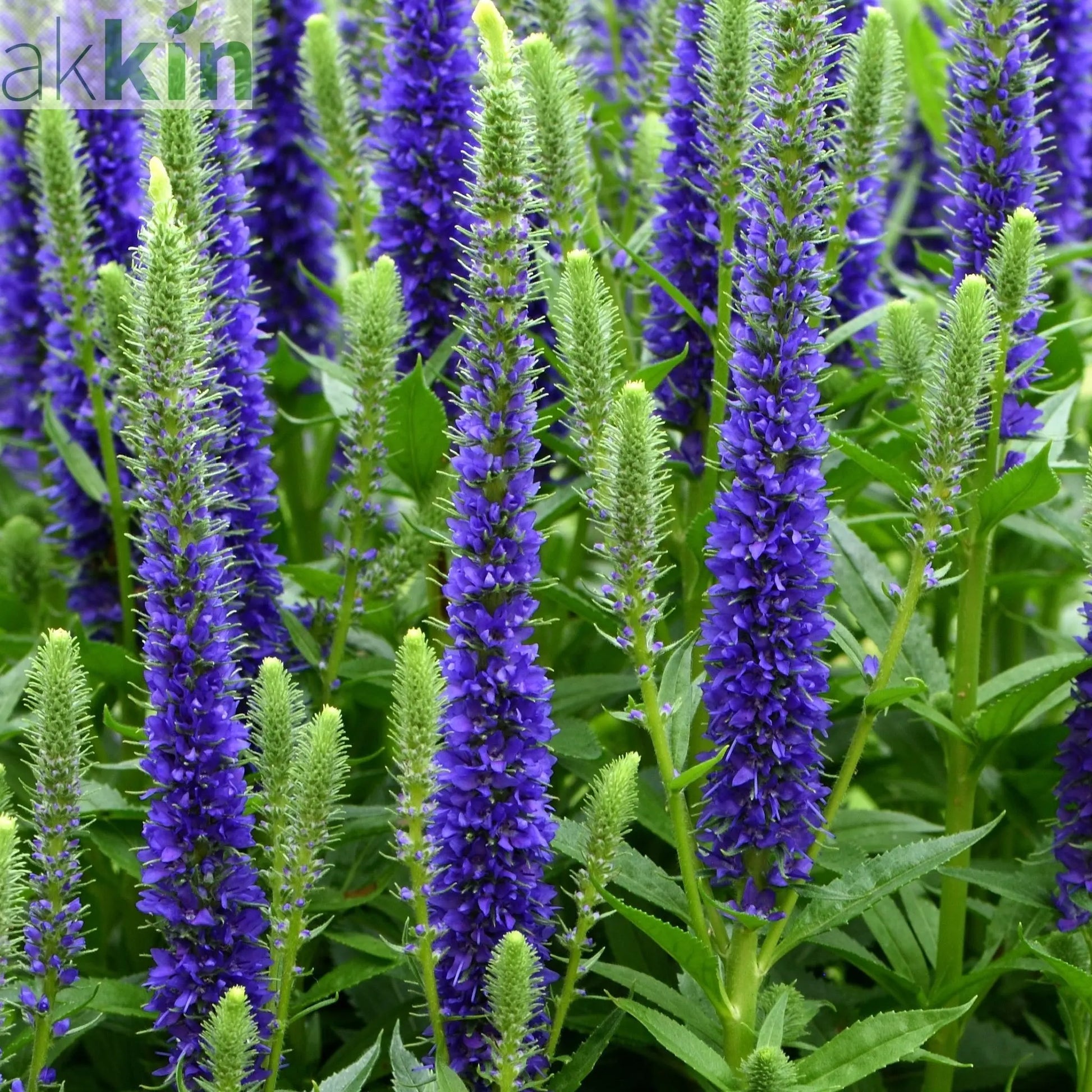 Veronica 'Anniversary Blue’ 9cm/2L One Click Plants
