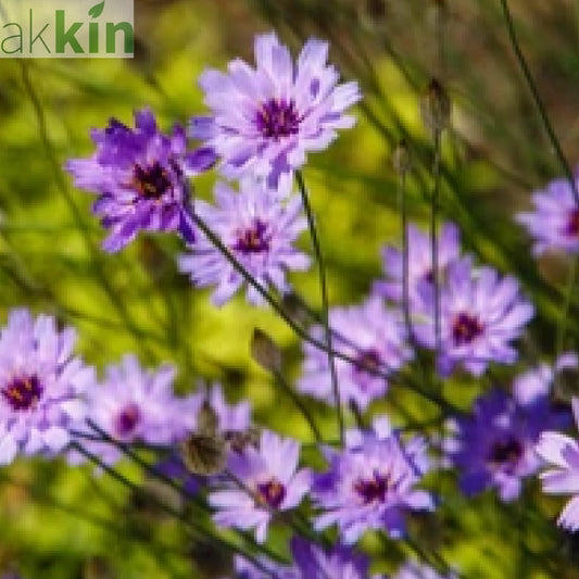 Catananche caerulea 9cm/2L One Click Plants