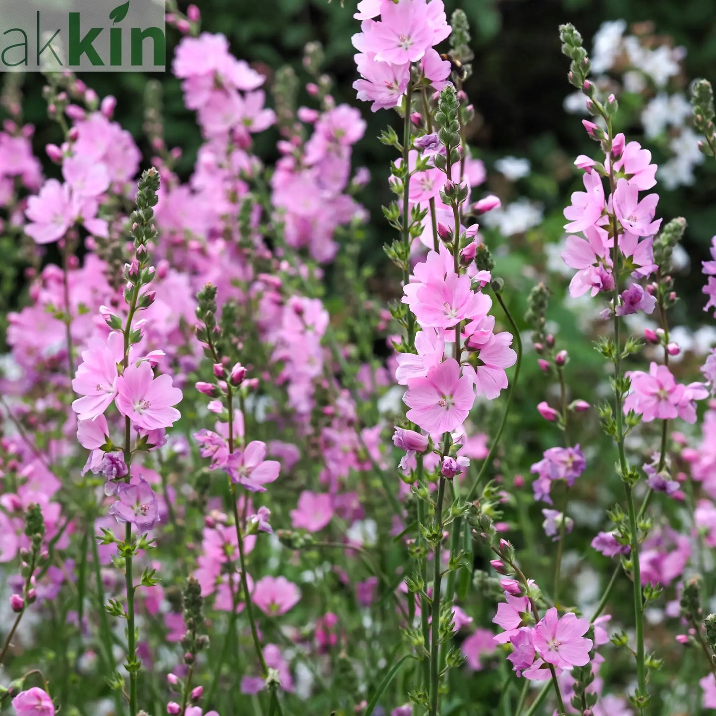 Sidalcea 'Little Princess' 2L One Click Plants