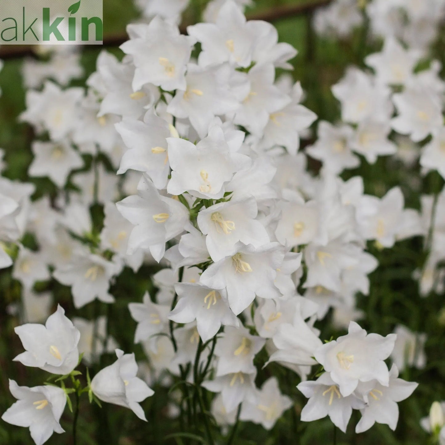 4 x Mixed Perennials – Pink, White & Purple | 9cm Pots One Click Plants