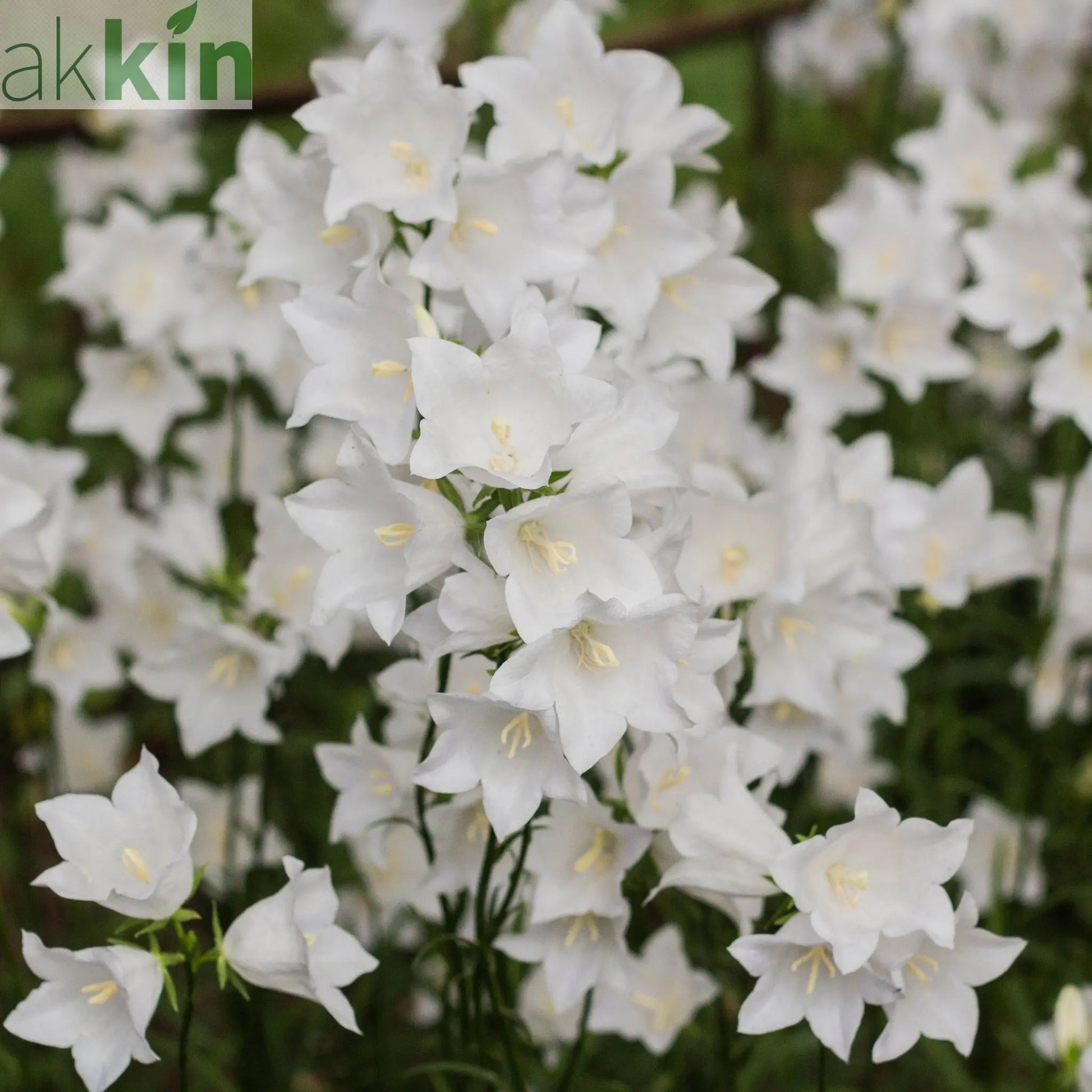 4 x Mixed Perennials – Pink, White & Purple | 9cm Pots One Click Plants