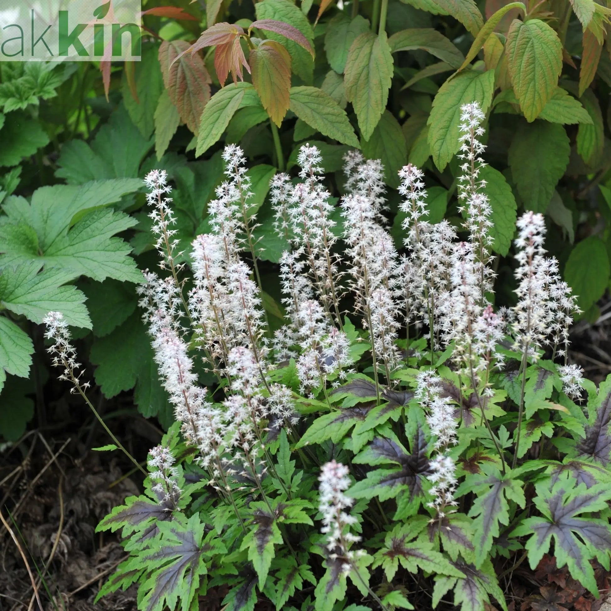 Tiarella 'Sugar and Spice' 2L One Click Plants