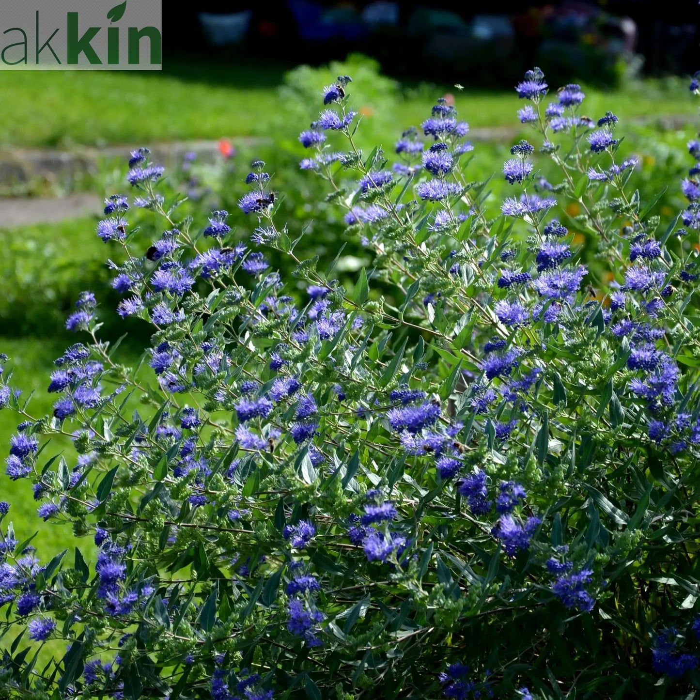 Caryopteris 'Heavenly Blue' 2L One Click Plants