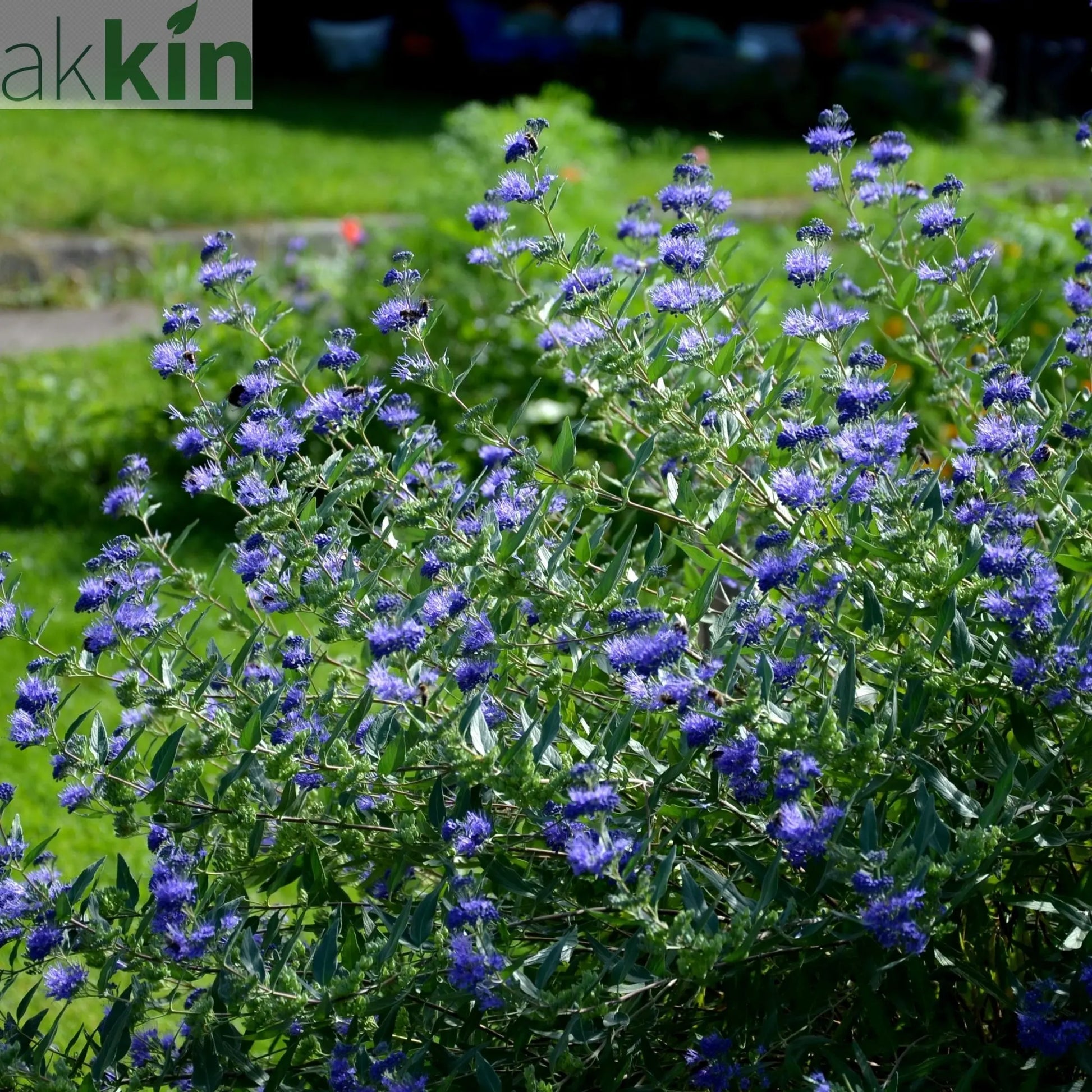 Caryopteris 'Heavenly Blue' 2L One Click Plants
