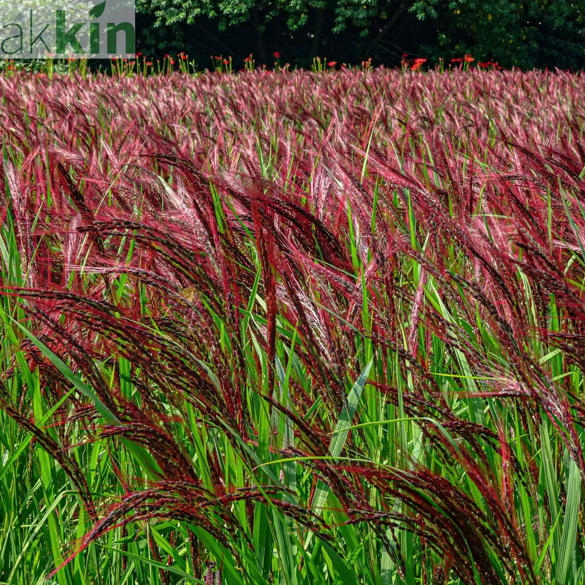 Miscanthus sinensis Boucle 9cm One Click Plants