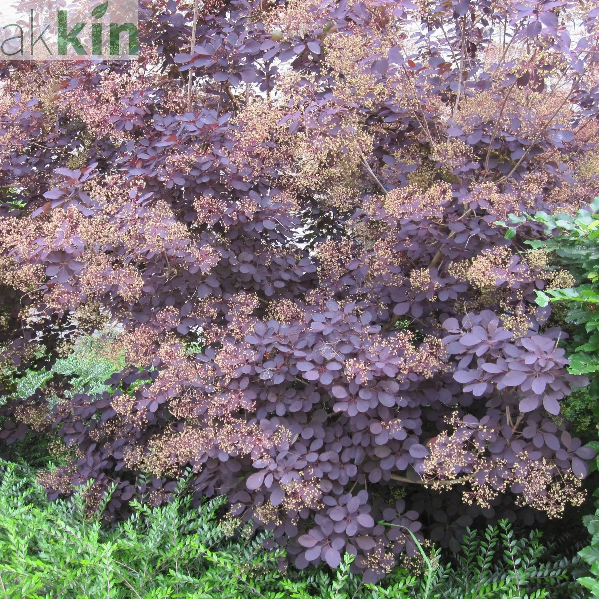 Cotinus cog. 'Royal Purple' 9cm/2L One Click Plants