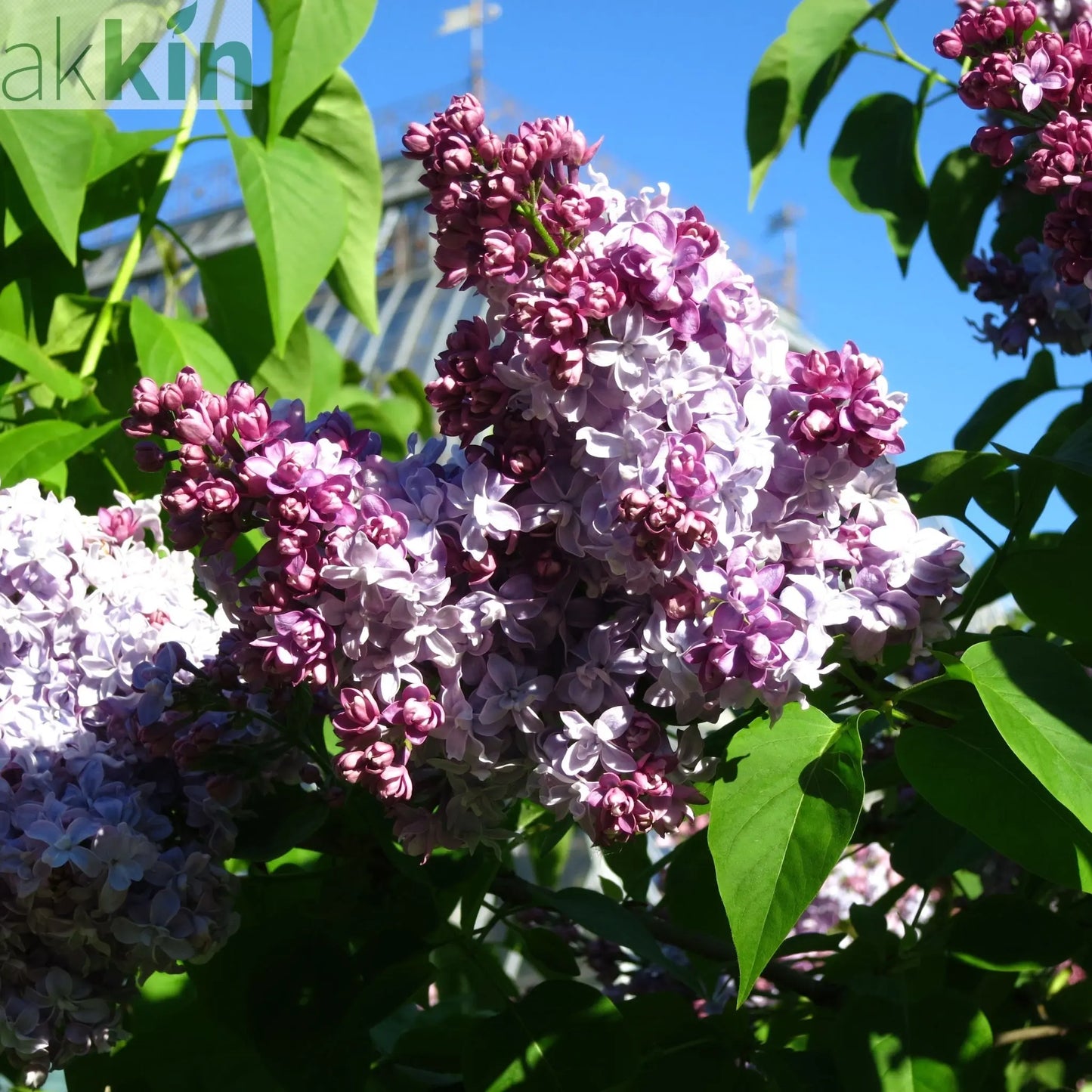 Syringa vulgaris 'Nadezhda' (Lilac) 3L One Click Plants