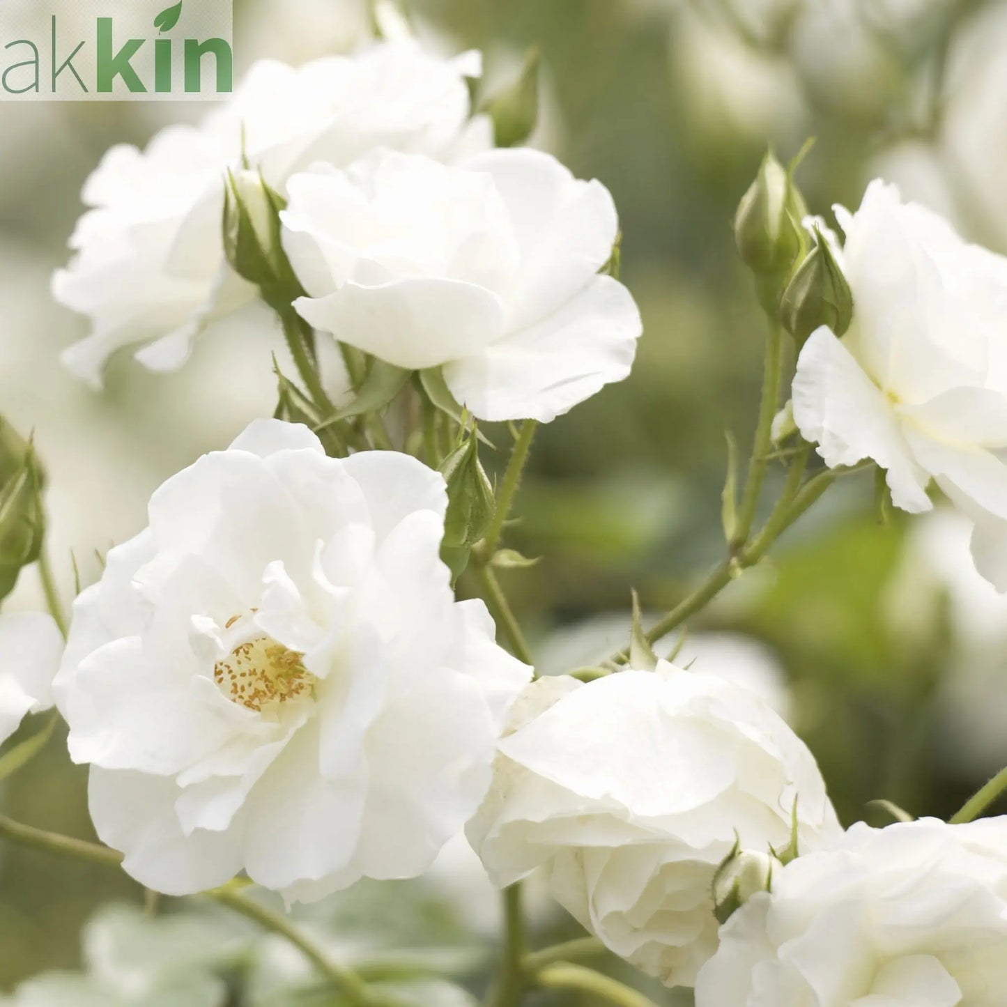 Rose Iceberg | Floribunda | 4L Potted Rose (PRE ORDER DECEMBER '25) One Click Plants