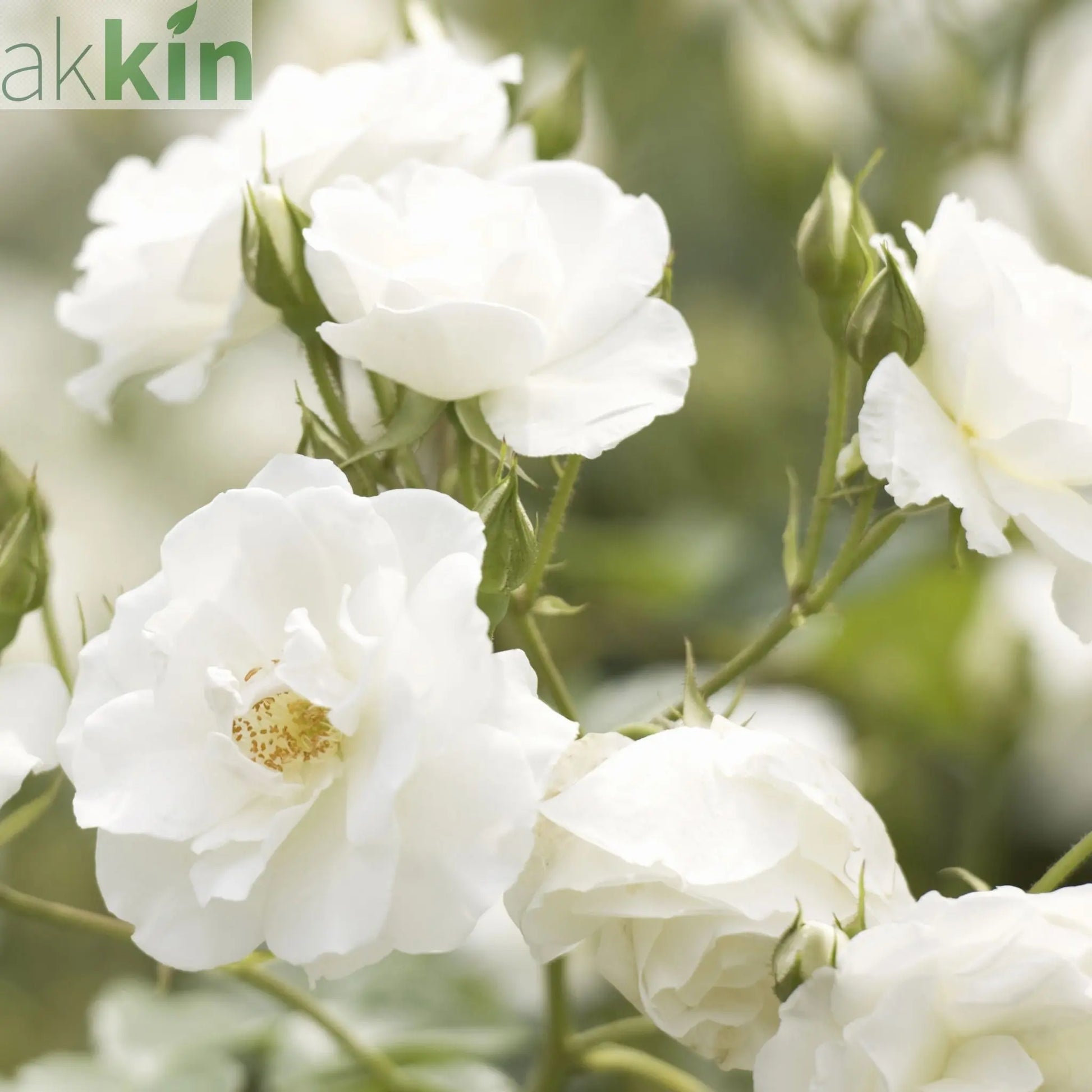 Rose Iceberg | Floribunda | 4L Potted Rose (PRE ORDER DECEMBER '25) One Click Plants